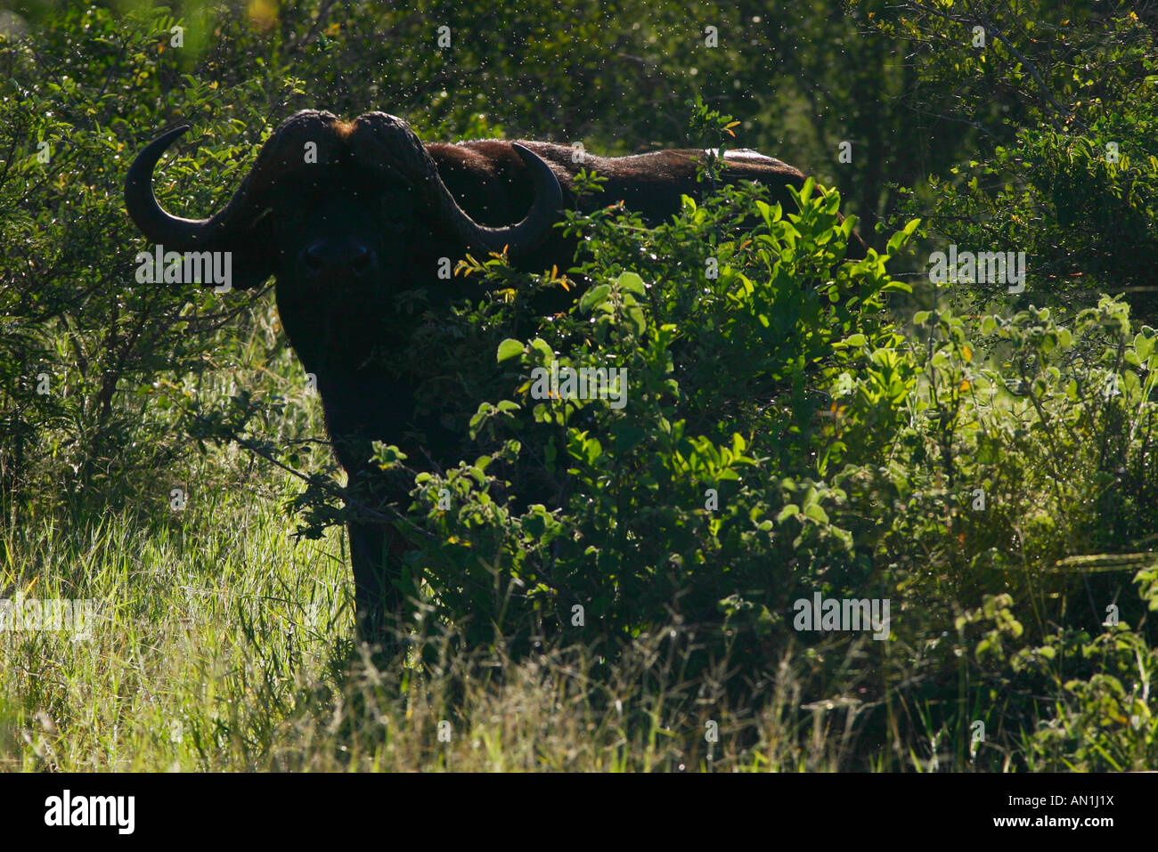 Silhouette of a buffalo bull standing behind a small bush Stock Photo ...