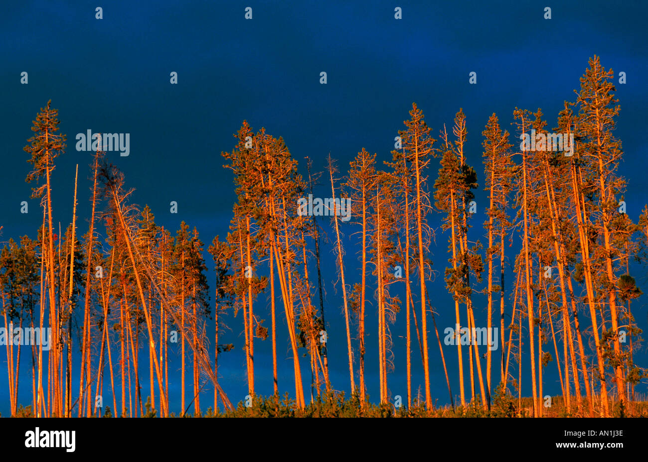 black pine, lodgepole pine, shore pine (Pinus contorta), grove against evening sky, USA, Wyoming, Yellowstone NP Stock Photo