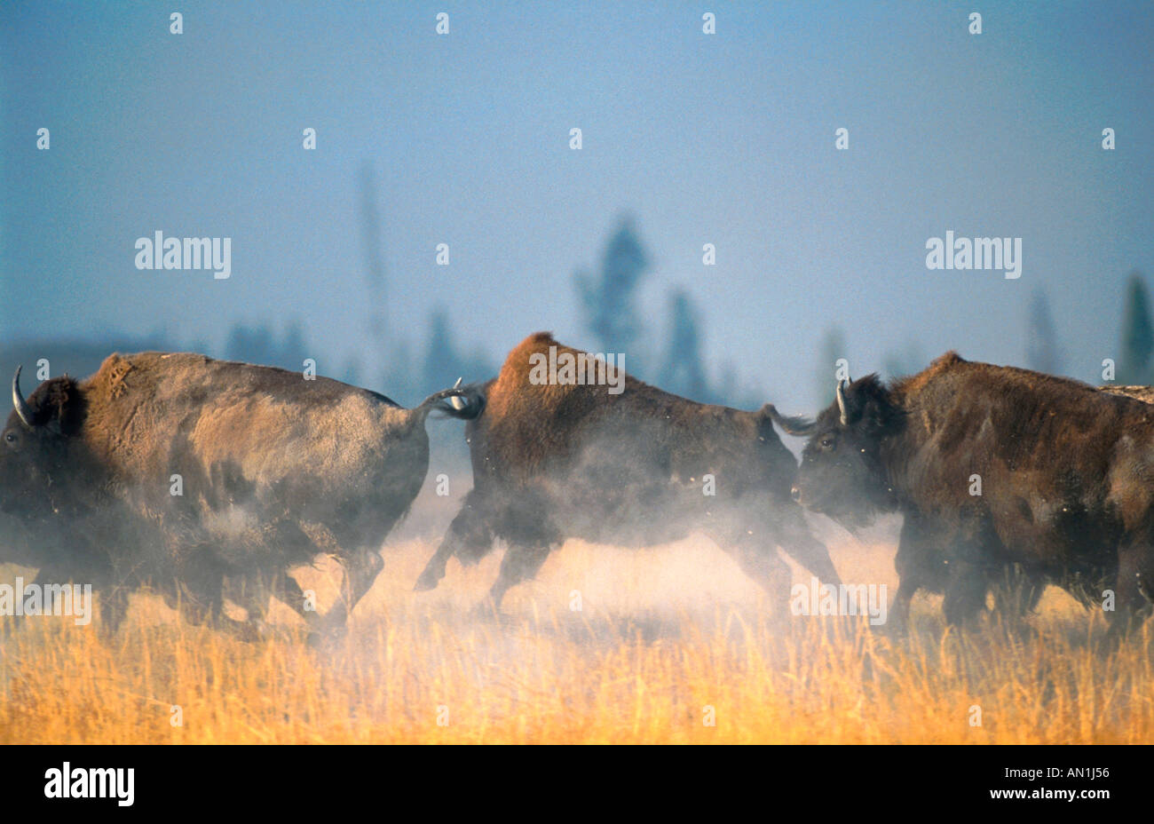 American bison, buffalo (Bison bison), herd running accross plain, USA