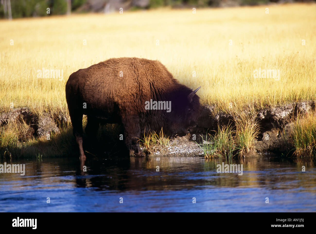 Bison Rubbing Bison bison Yellowstone NP USA Stock Photo