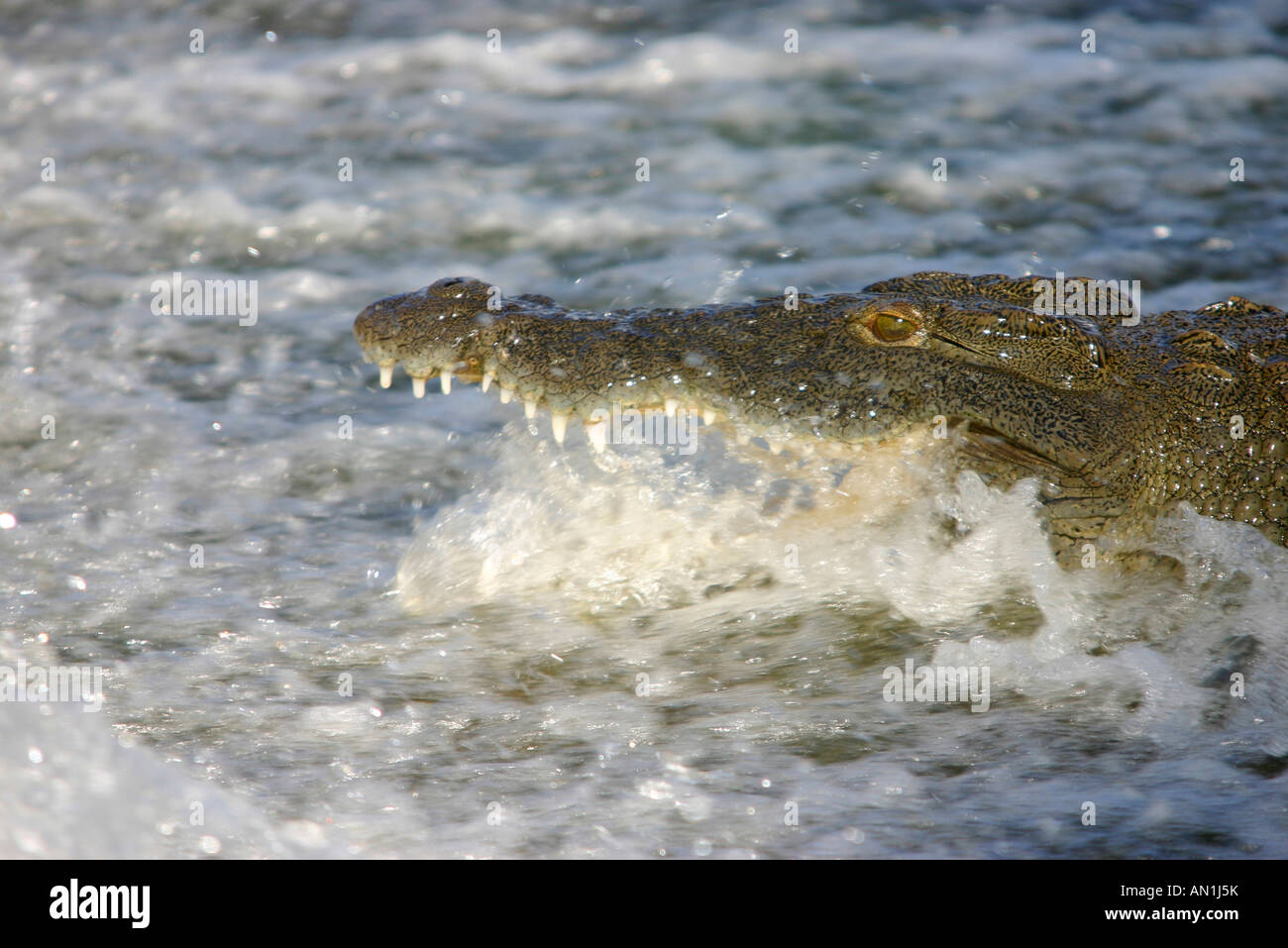 Traps jaws hi-res stock photography and images - Alamy