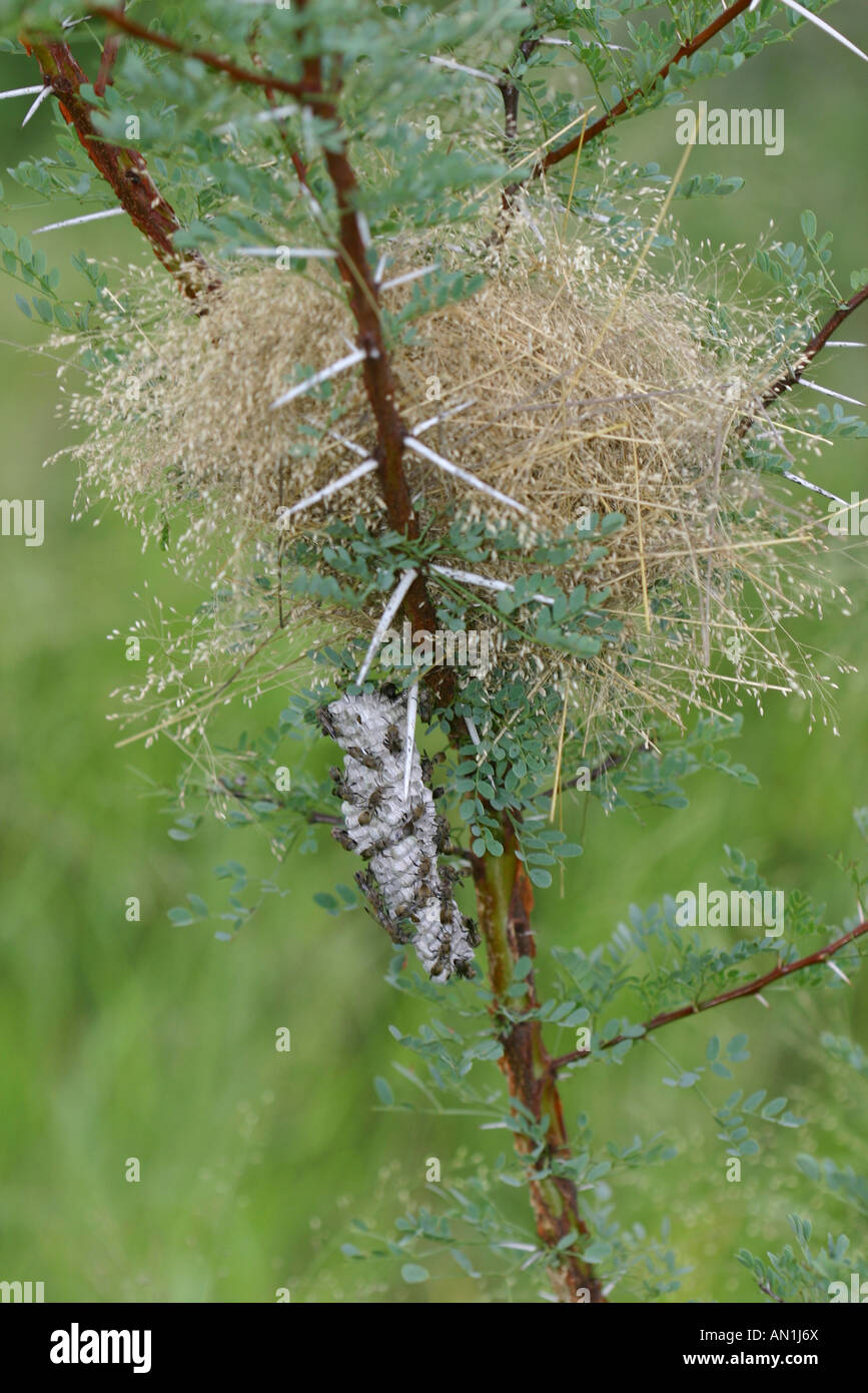 Commensalism Plants