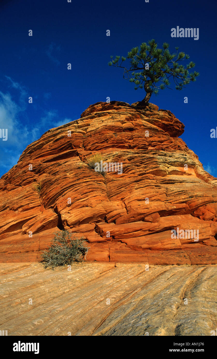 ponderosa pine, western yellow pine, blackjack pine, bull pine (Pinus ponderosa), growing on ledge, USA, Utah, Zion NP Stock Photo