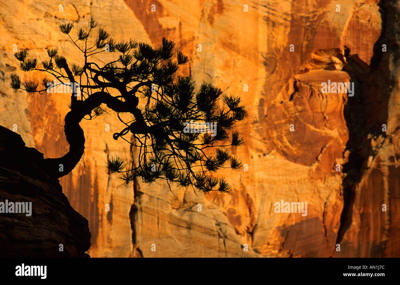 ponderosa pine, western yellow pine, blackjack pine, bull pine (Pinus ponderosa), grownig in ledge, USA, Utah, Zion NP, Zion NP Stock Photo