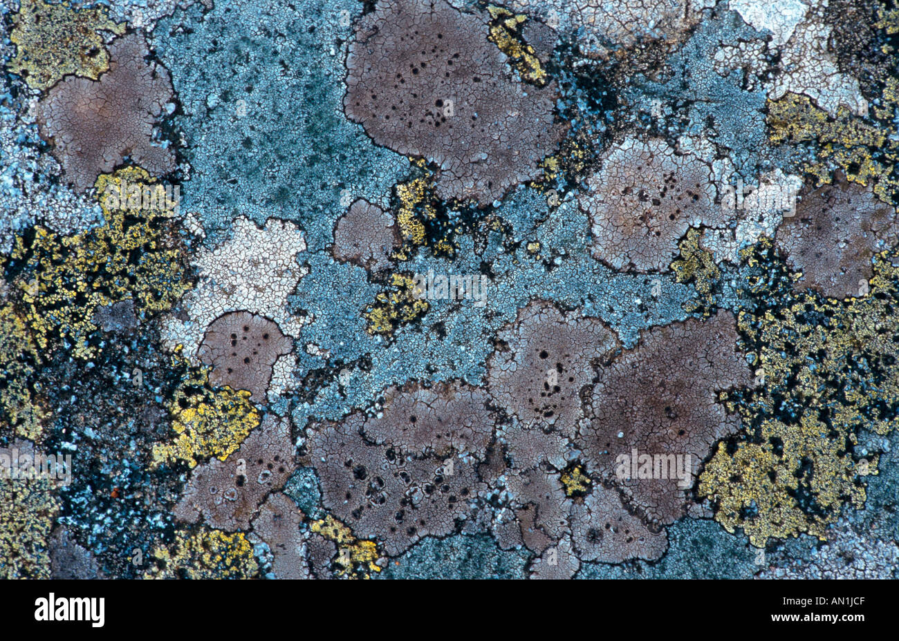 lichen (Candelariella vitellina), detail, United Kingdom, Scotland Stock Photo