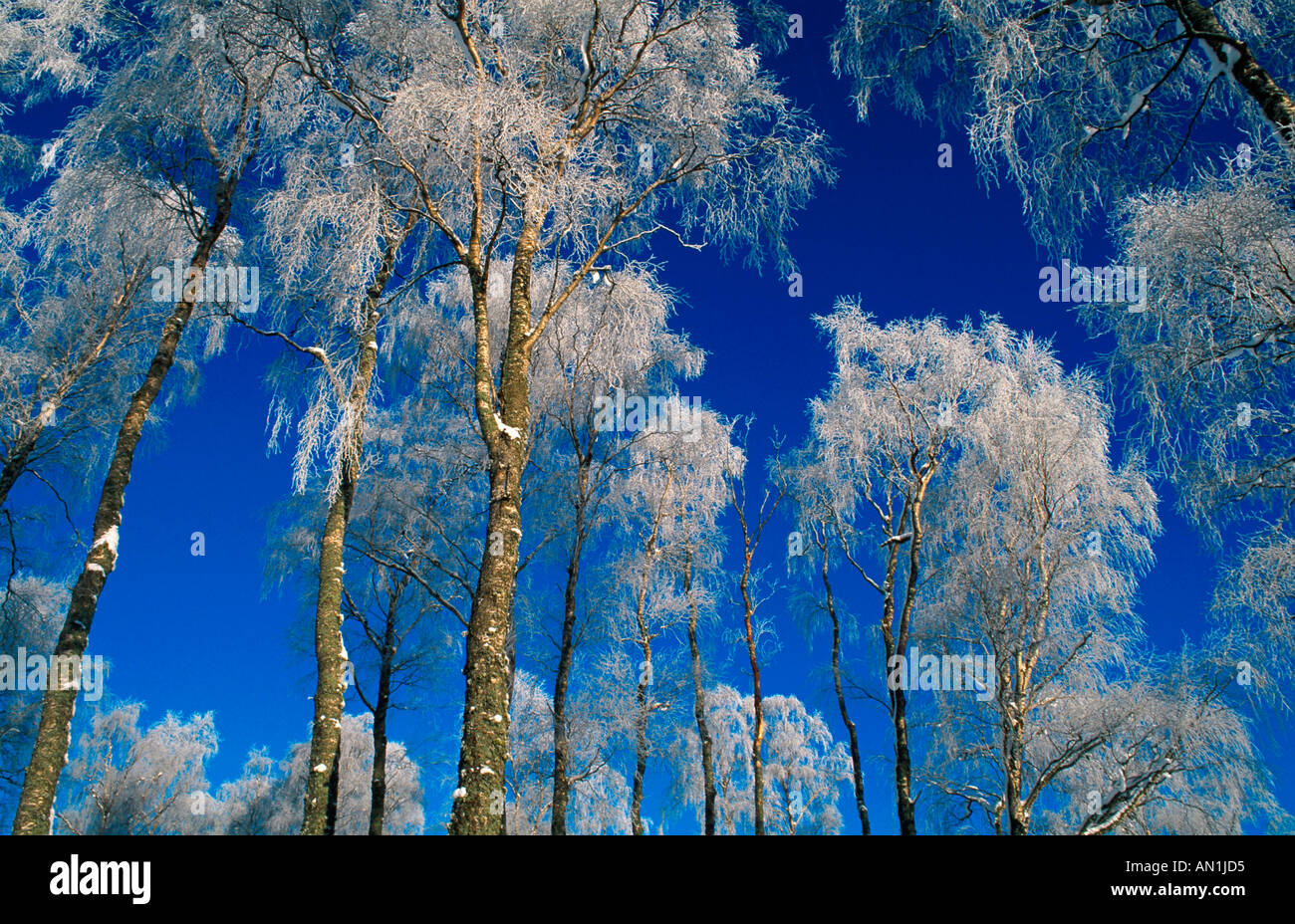 common birch, silver birch, European white birch, white birch (Betula pendula, Betula alba), coated in hoarfrost against a clea Stock Photo