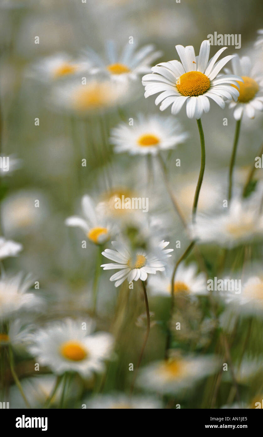 oxeye daisy (Chrysanthemum leucanthemum, Leucanthemum vulgare), blooming, Scotland Stock Photo