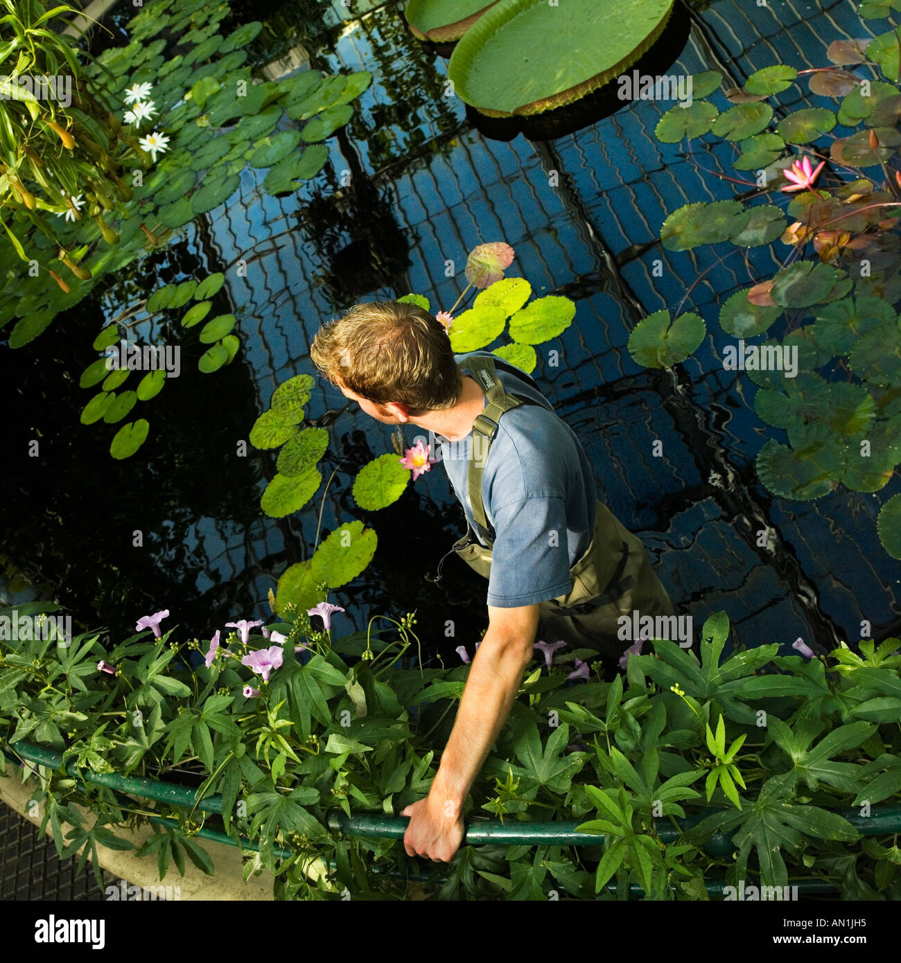 Giant water lily gardener santa hi-res stock photography and