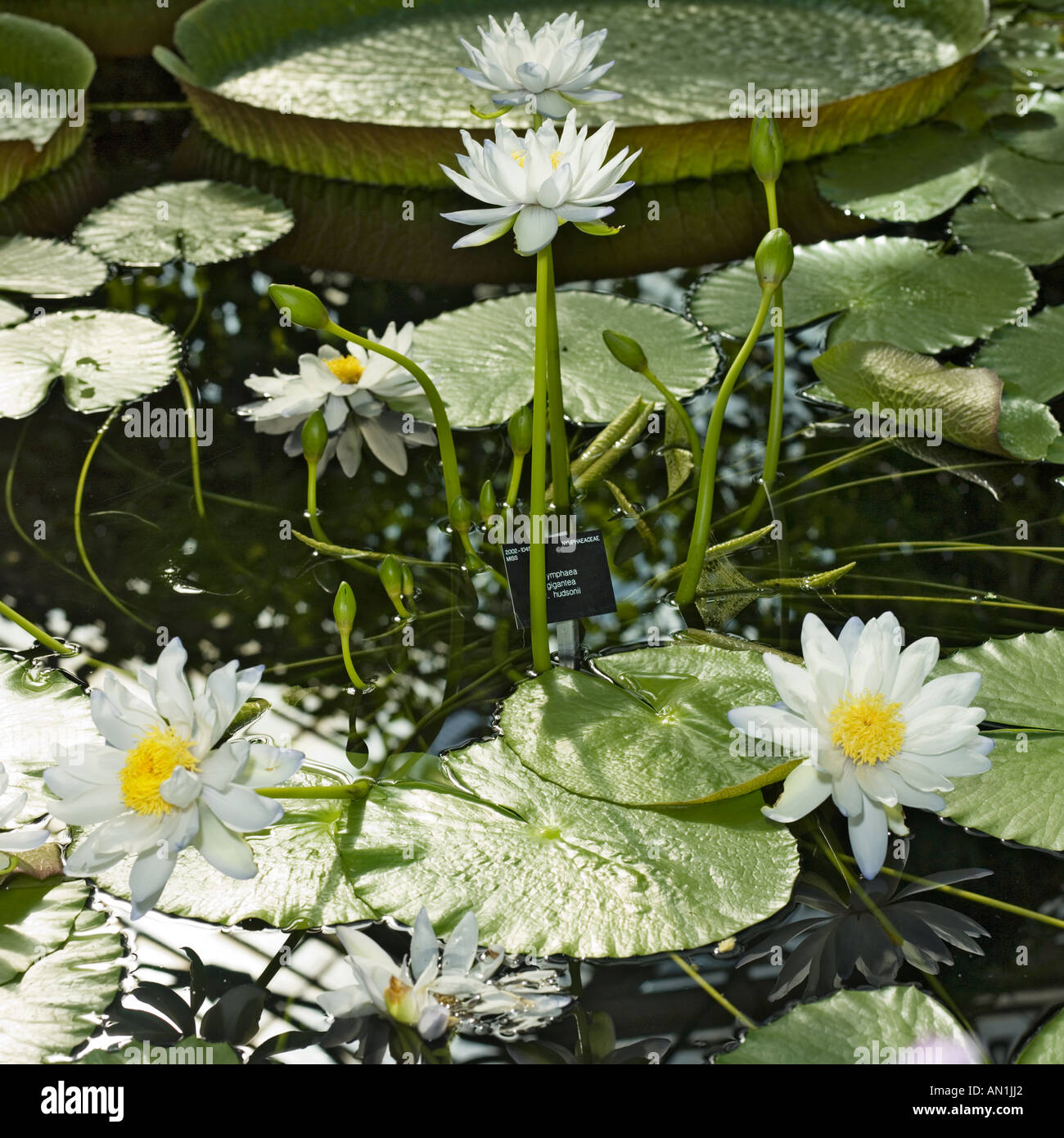 nile water lilies nymphaea lotus f dentala Stock Photo