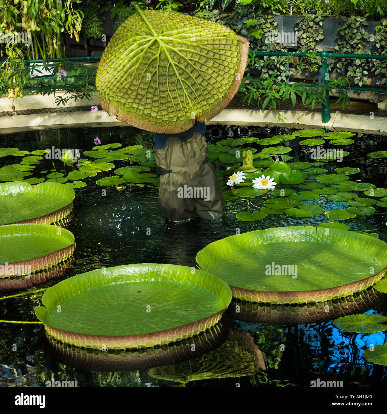 giant lily pad umbrella santa cruz lily Stock Photo - Alamy