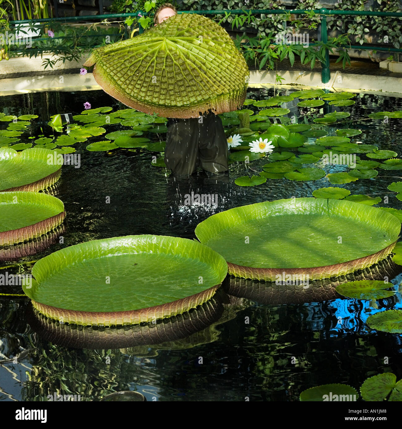 Carrying A Lily High Resolution Stock Photography and Images Alamy