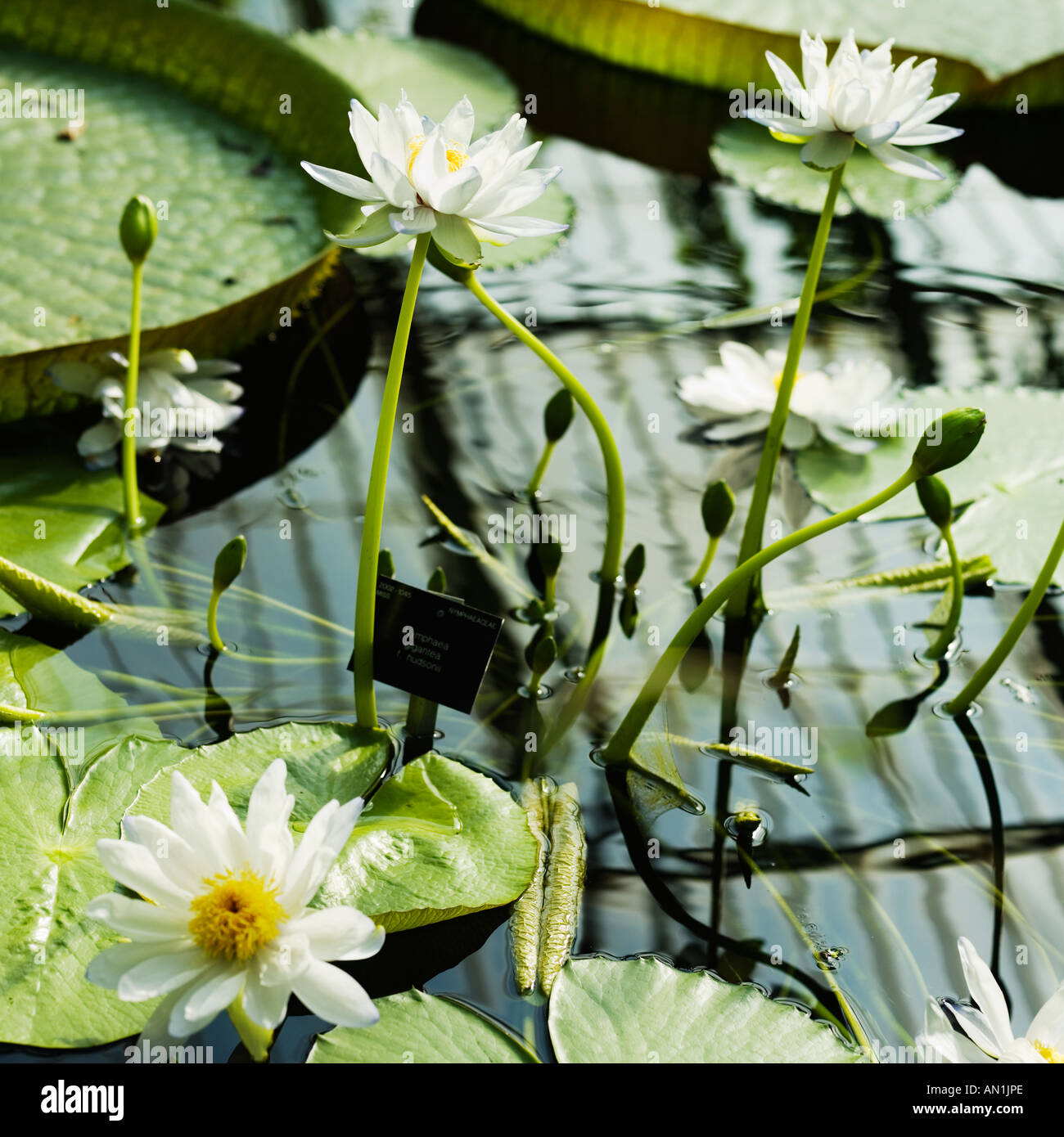 skylight reflecting on lily pond Stock Photo