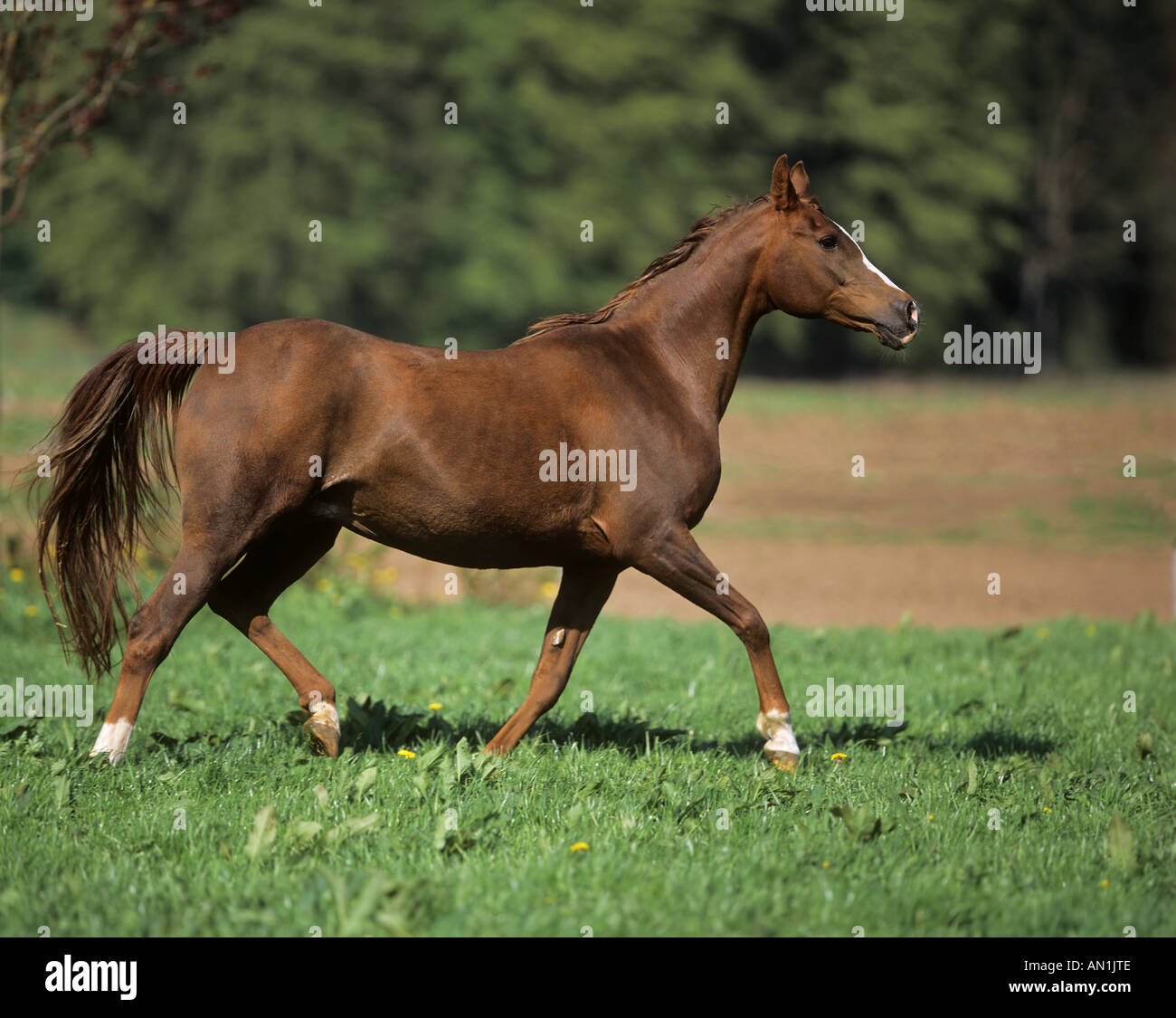 thoroughbred Arabian horse - mare running on meadow Stock Photo