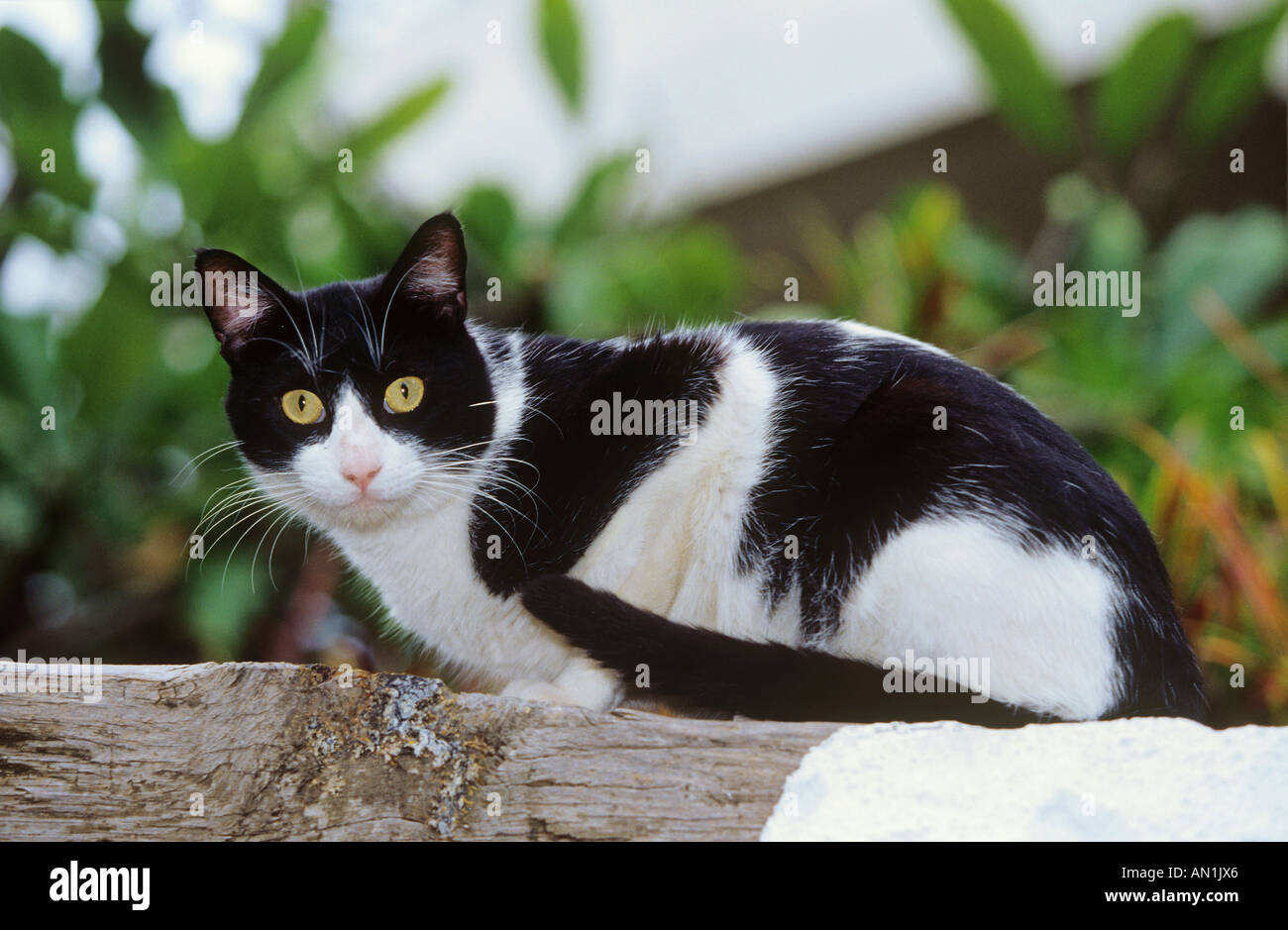 domestic cat - sedentary lateral Stock Photo