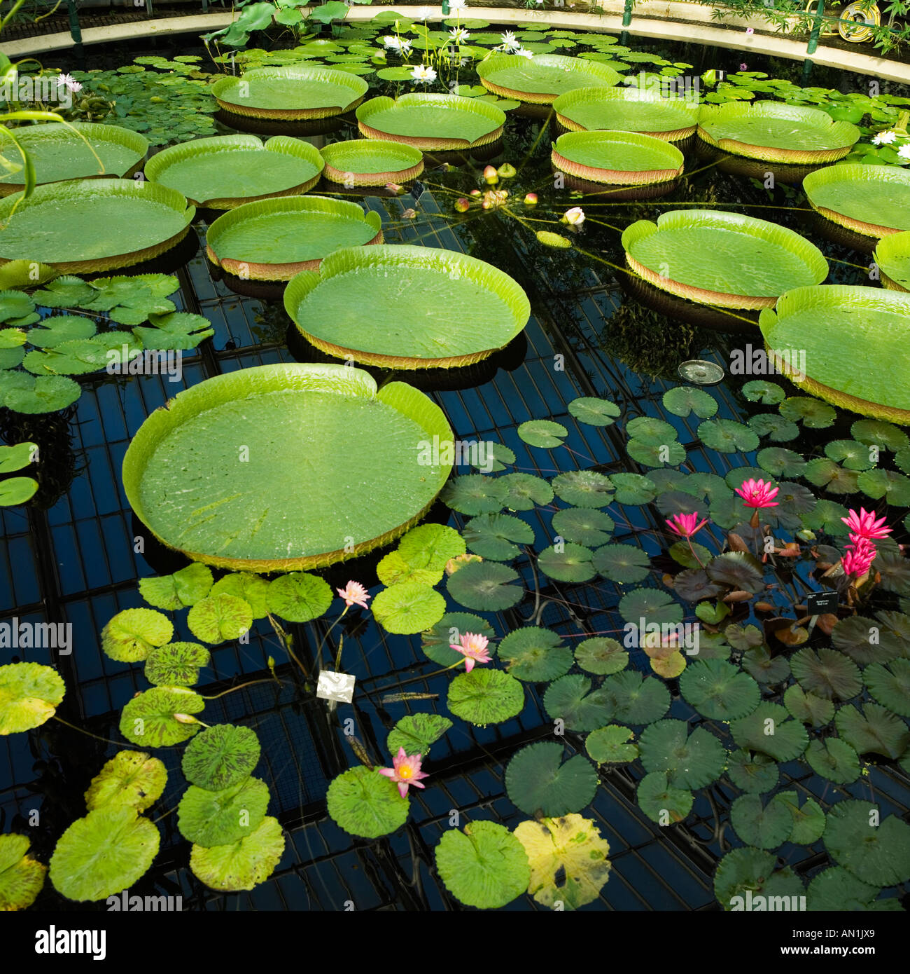 various water lily species Stock Photo Alamy