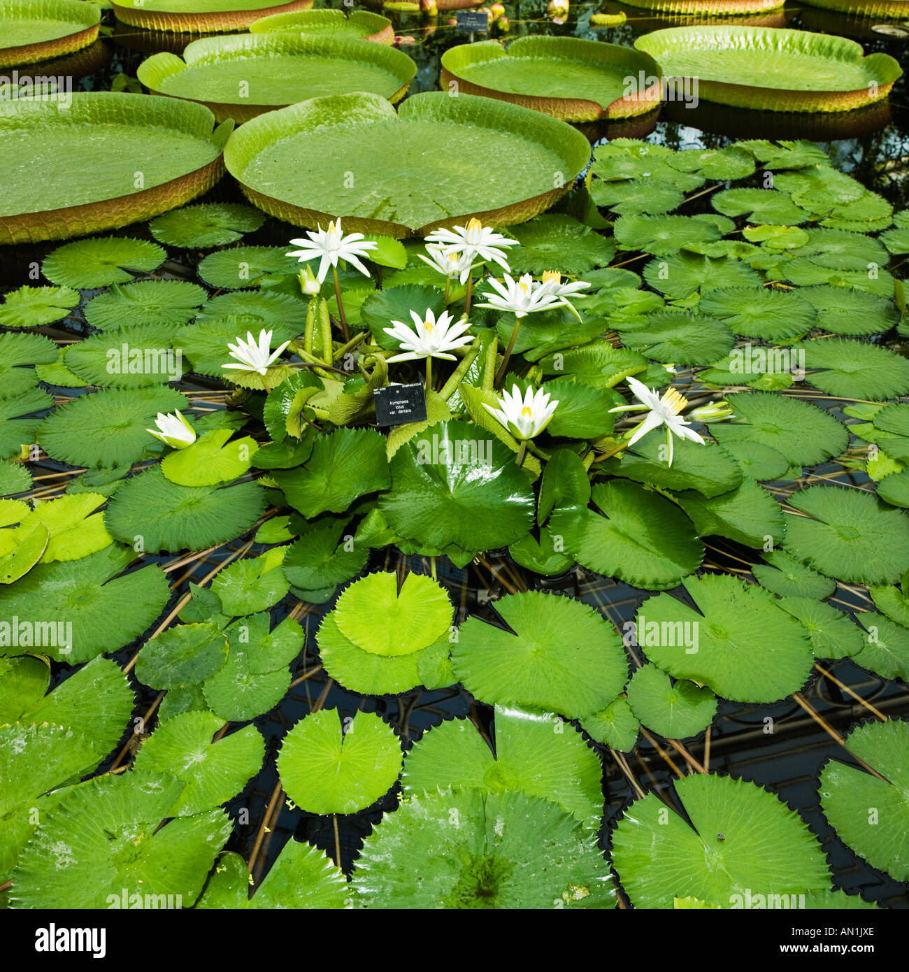 Water Lily different species Stock Photo Alamy