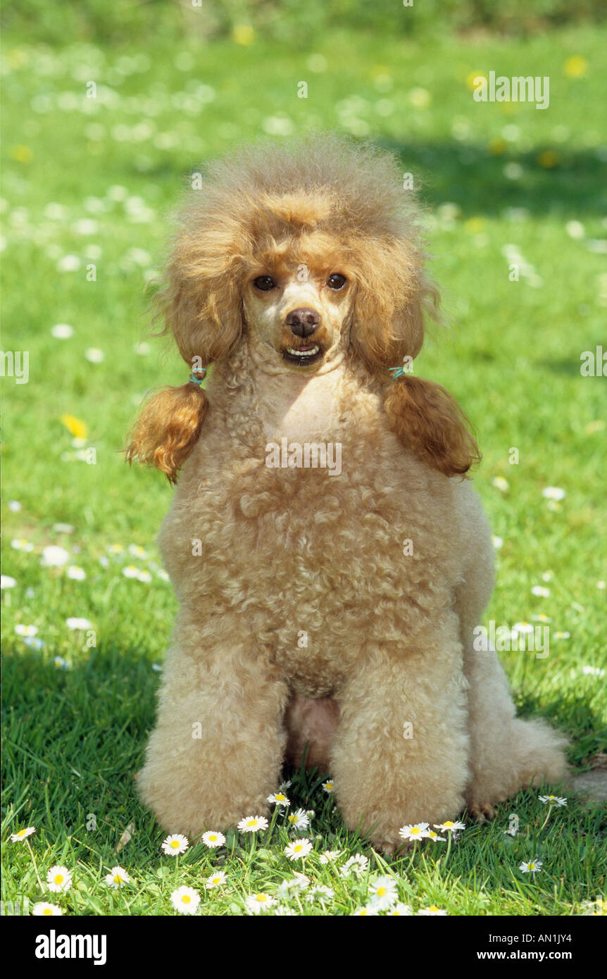 miniature poodle sitting on meadow Stock Photo Alamy