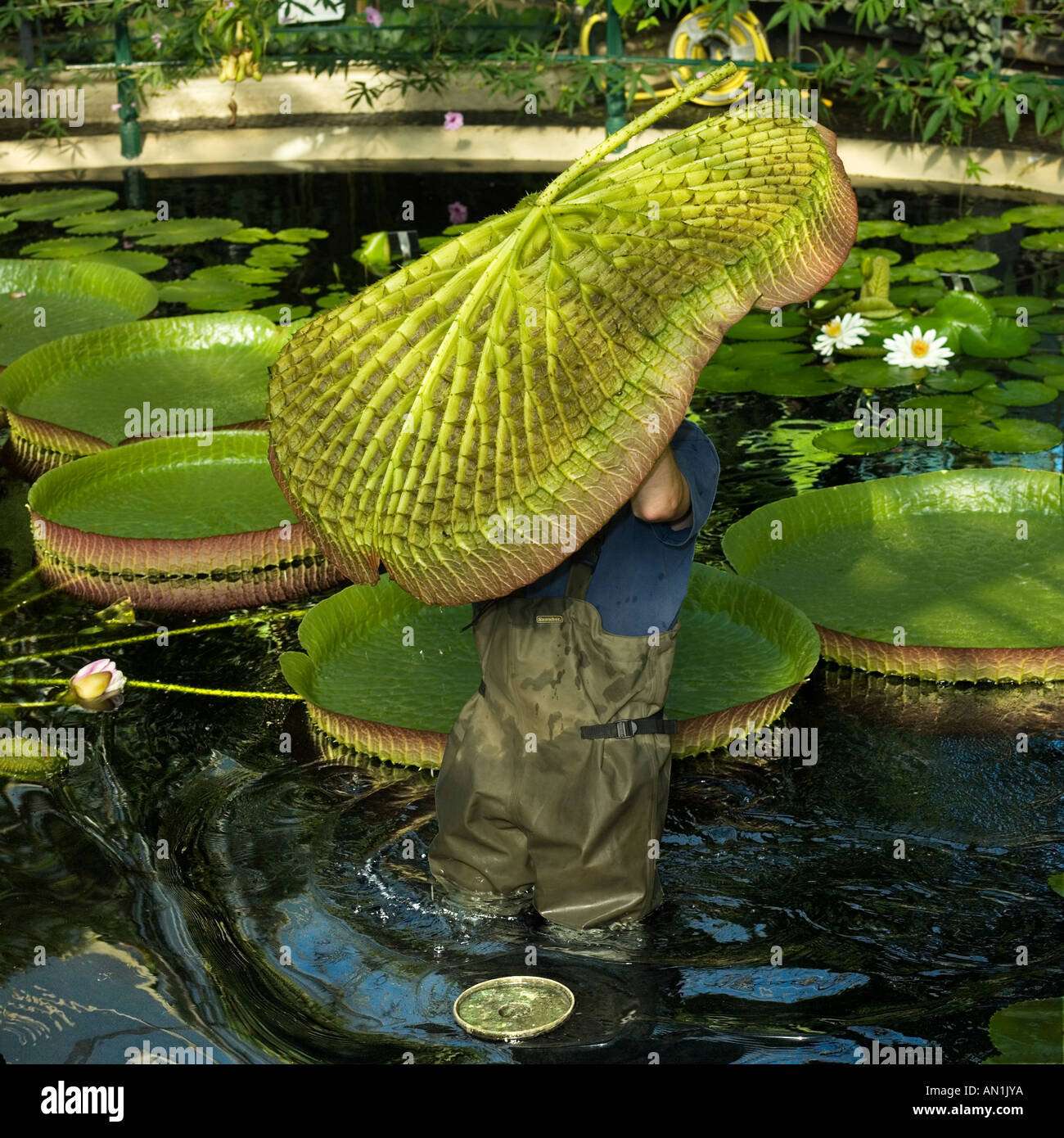 hidden beneath a giant water lily pad Stock Photo