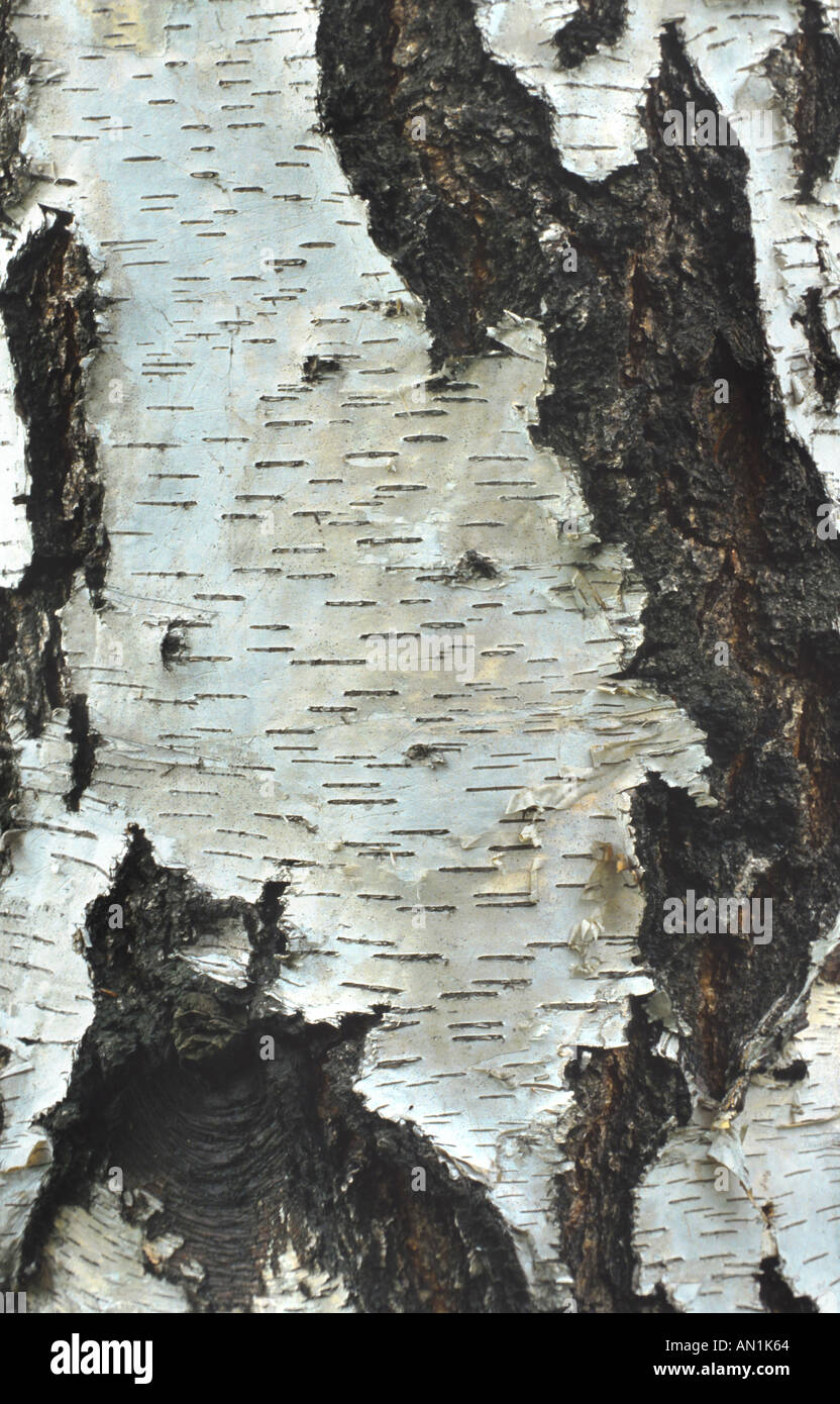 common birch, silver birch, European white birch, white birch (Betula pendula, Betula alba), bark Stock Photo