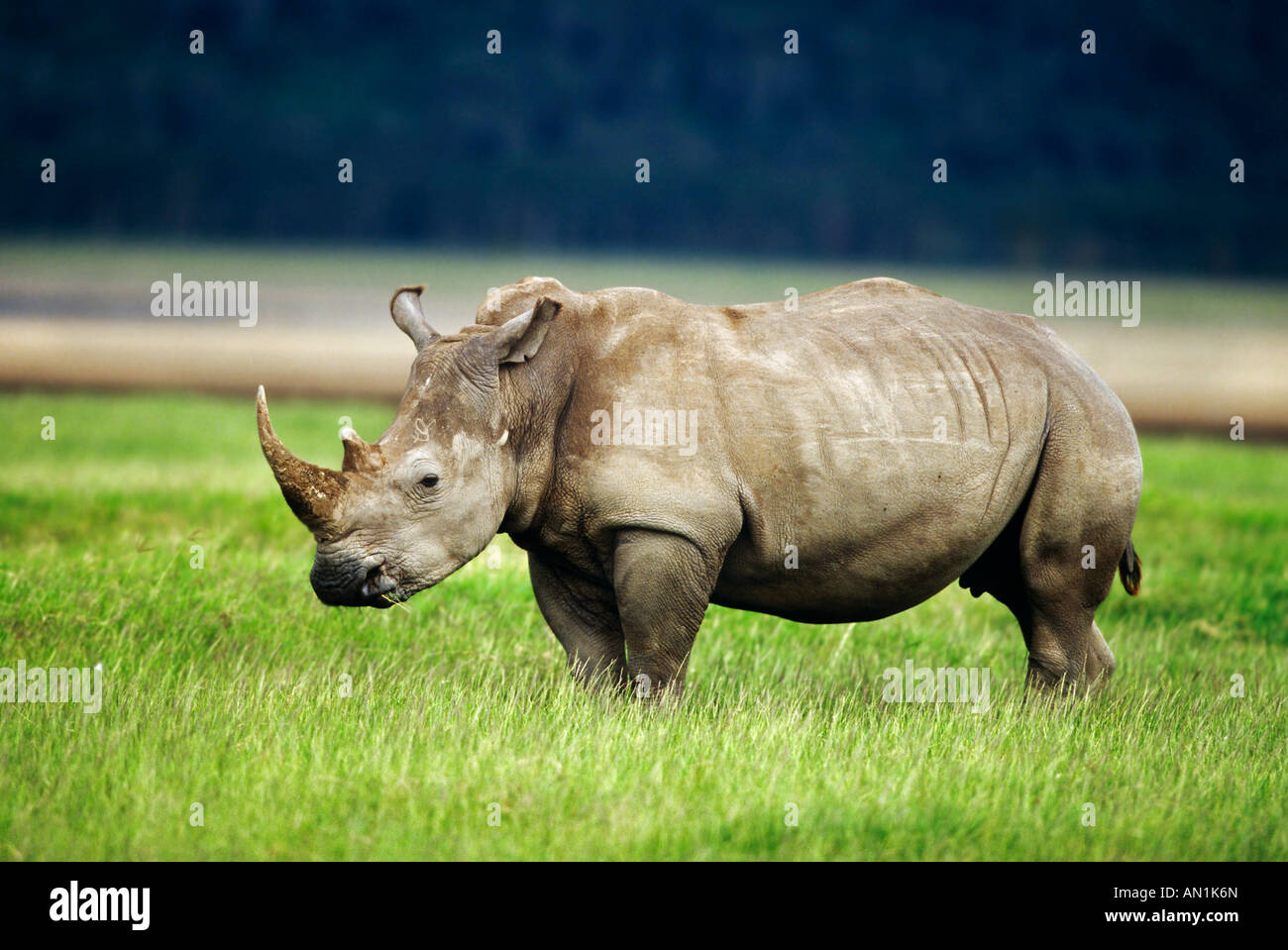 Breitmaulnashorn White Rhinoceros Lake Nakuru Kenia Kenya Afrika Stock Photo Alamy