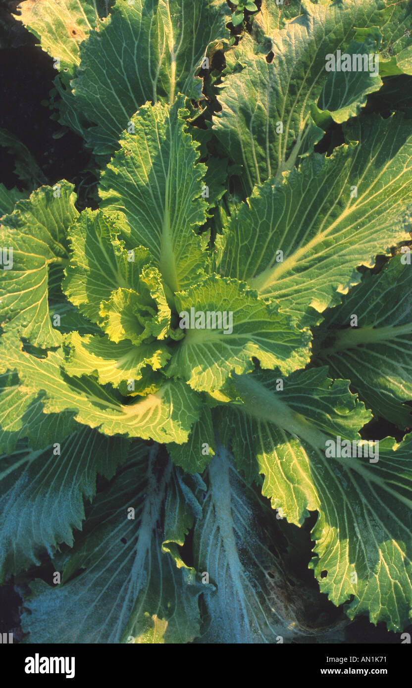 loose-headed Chinese cabb (Brassica pekinensis var. cylindrica) Stock Photo