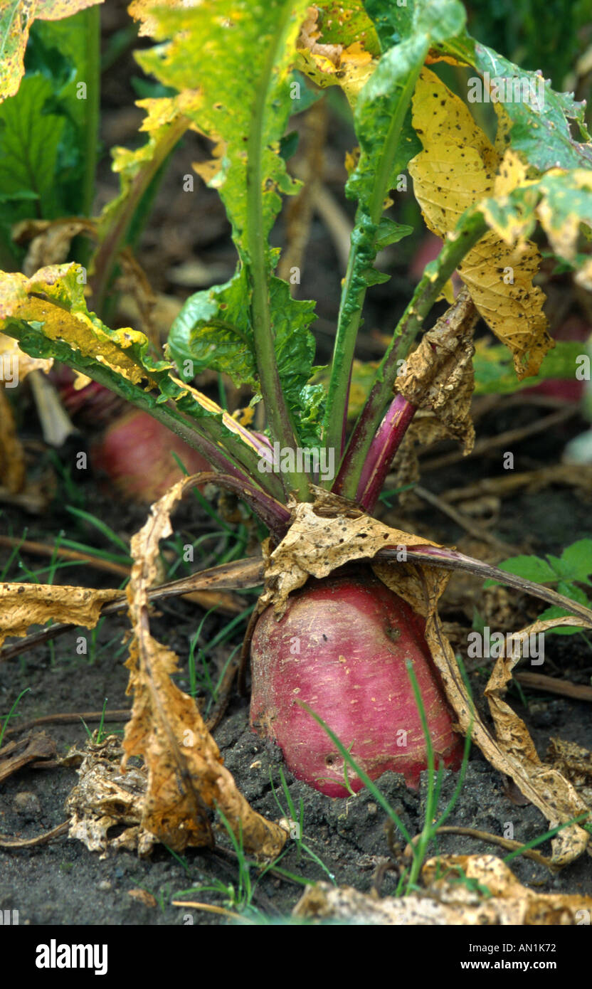 turnip (Brassica rapa rapa) Stock Photo