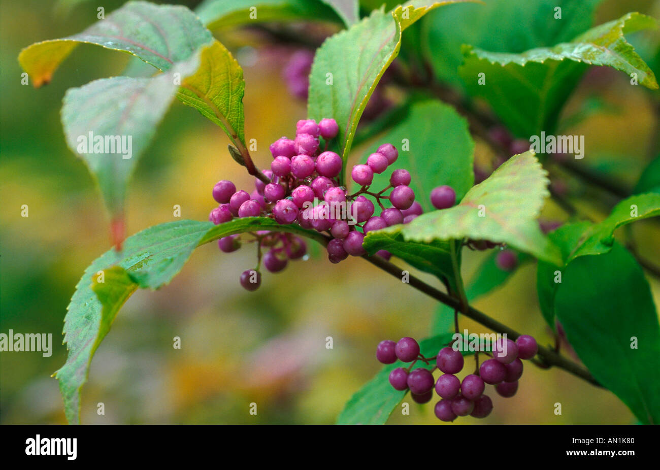 Japanese beautyberry (Callicarpa japonica), fruits Stock Photo - Alamy