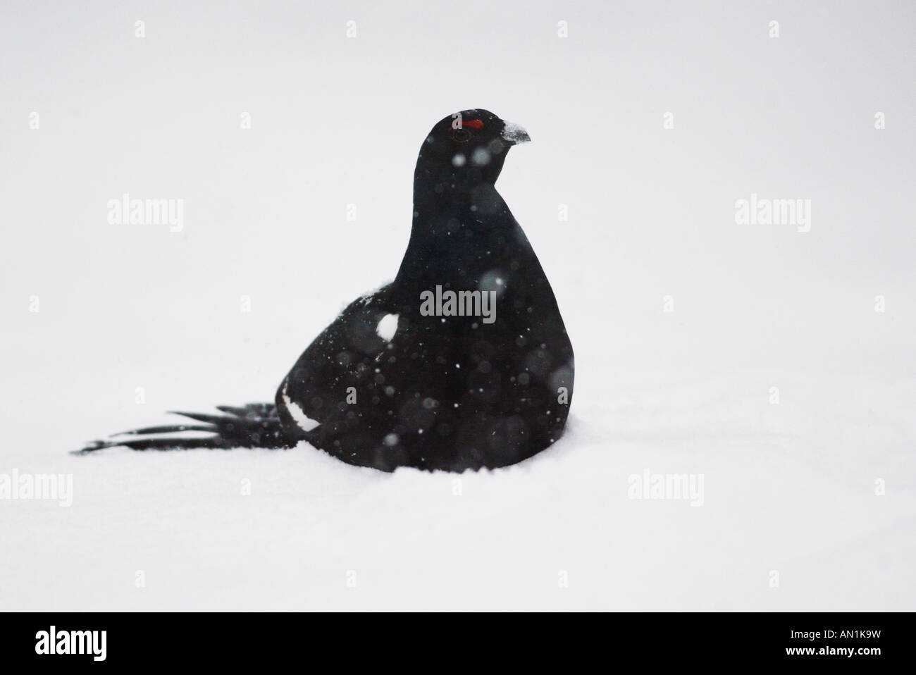 Birkhuhn sweden Black Grouse lyrurus tetrix Stock Photo Alamy