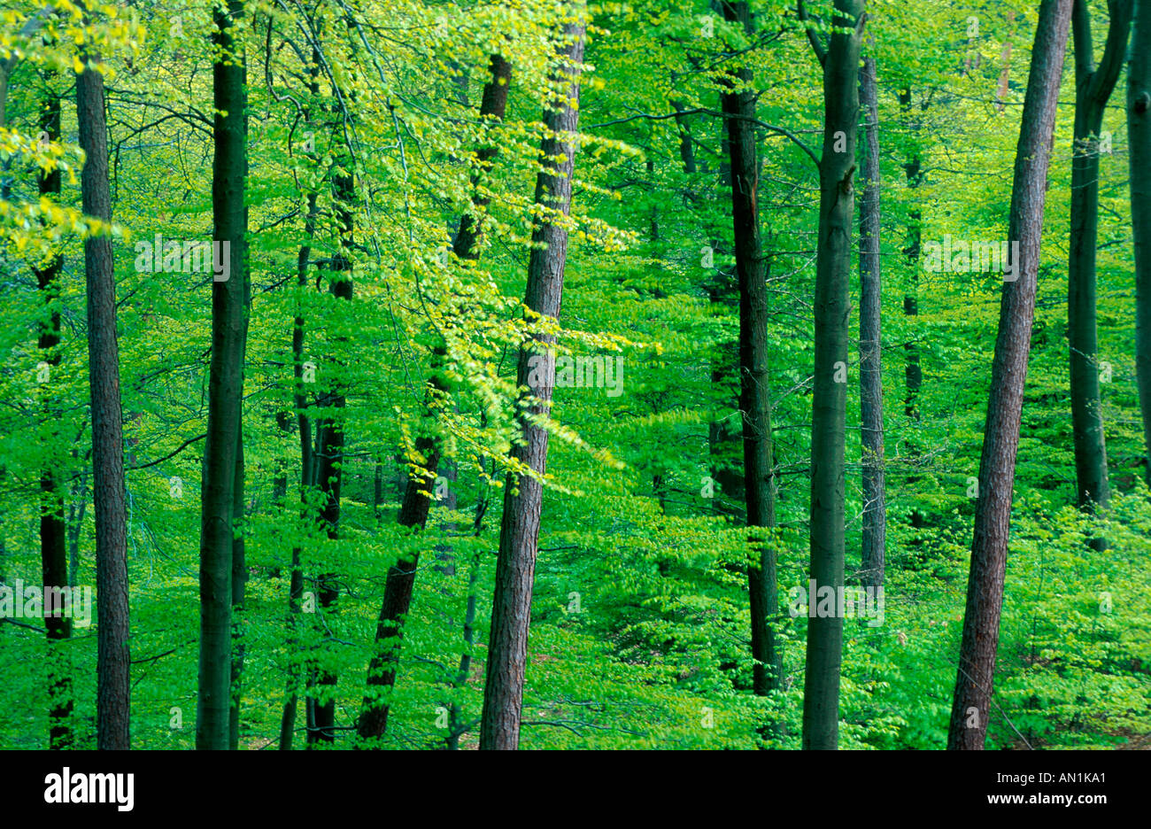 Trees In Germany common beech (Fagus sylvatica), beech forest, with pine tree trunks ...