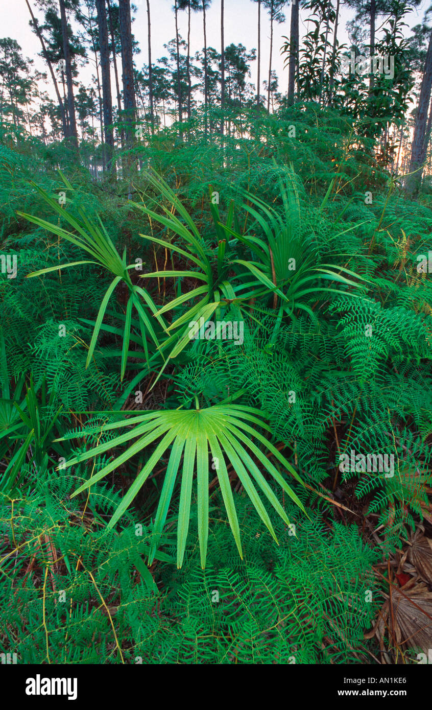 cabbage palmetto (Sabal palmetto), in pine forest, with fern plants, USA, Florida, Everglades Np Stock Photo