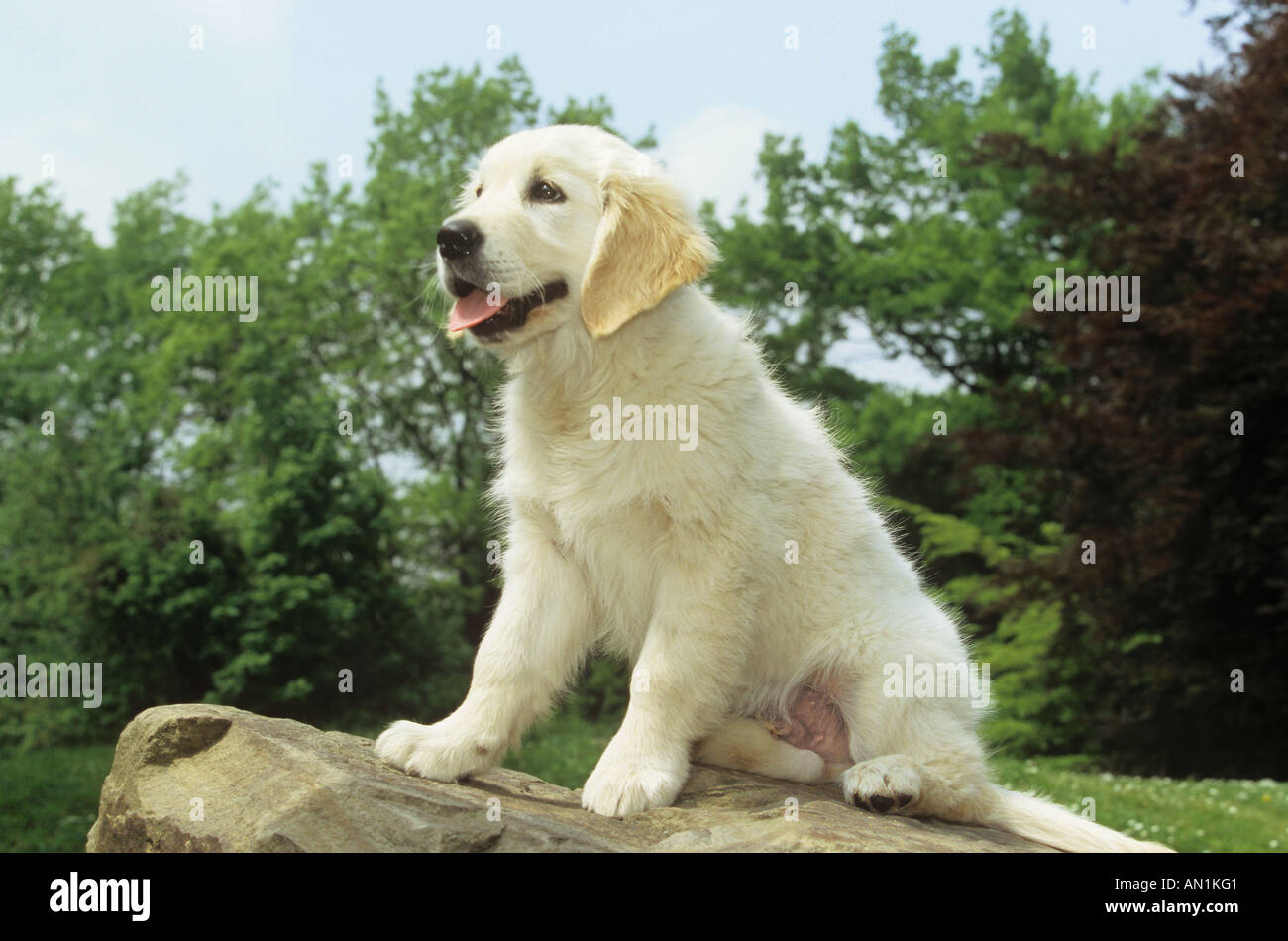 Golden Retriever Puppy Sitting On Rock Stock Photo 8789824 Alamy