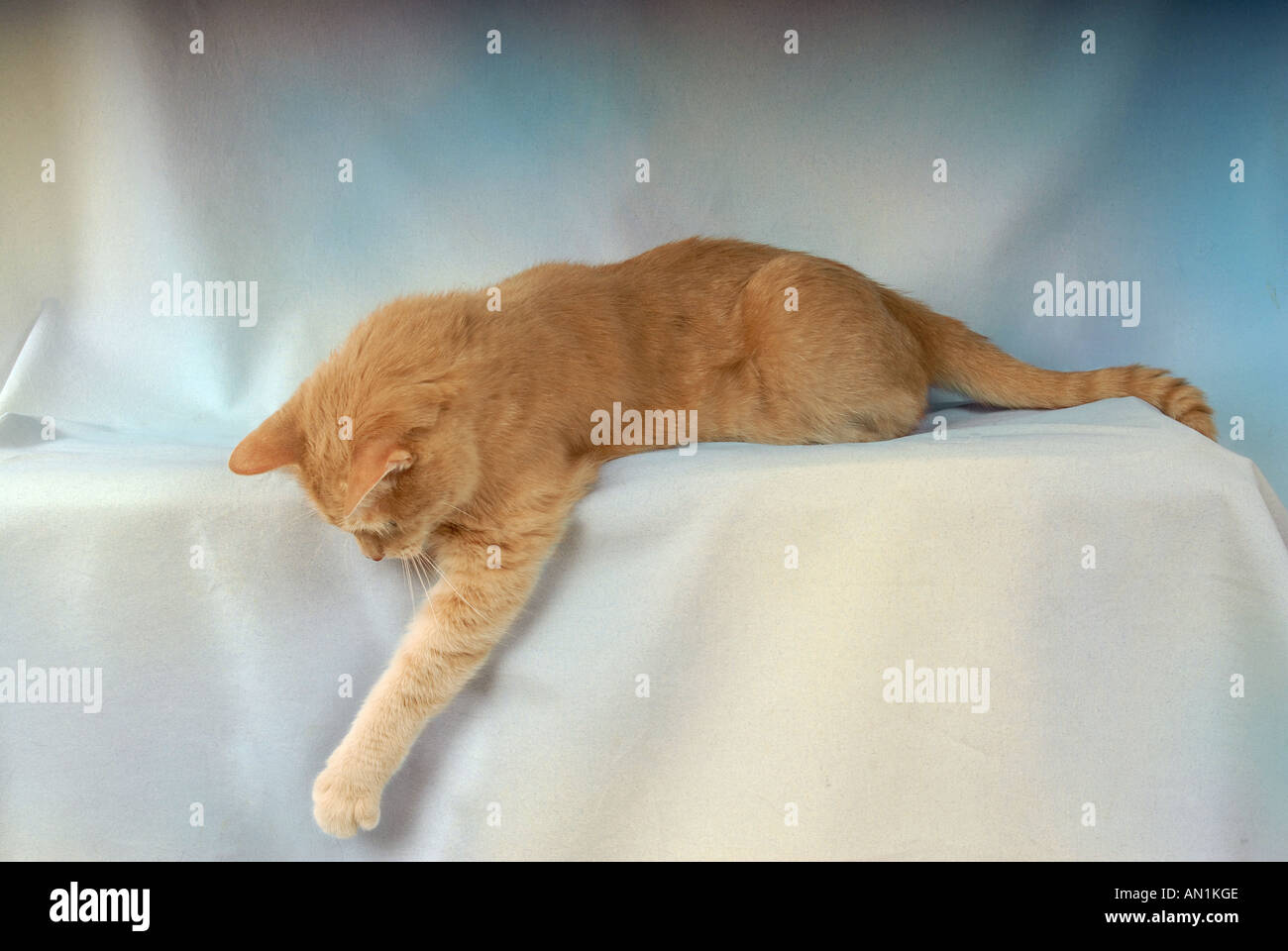 domestic cat - lying - cut out Stock Photo