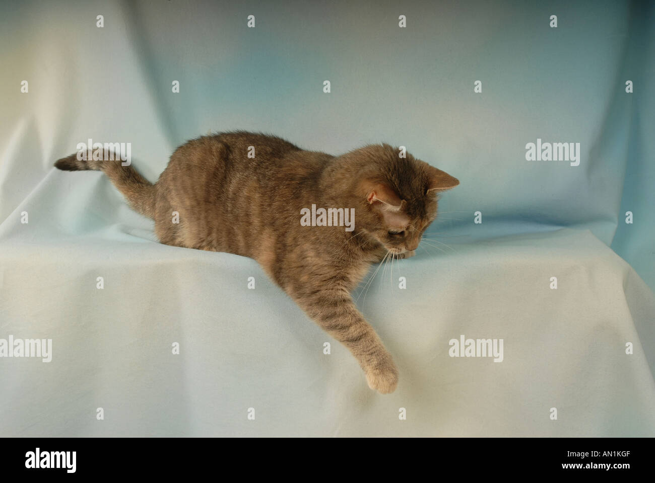 domestic cat - lying - cut out Stock Photo