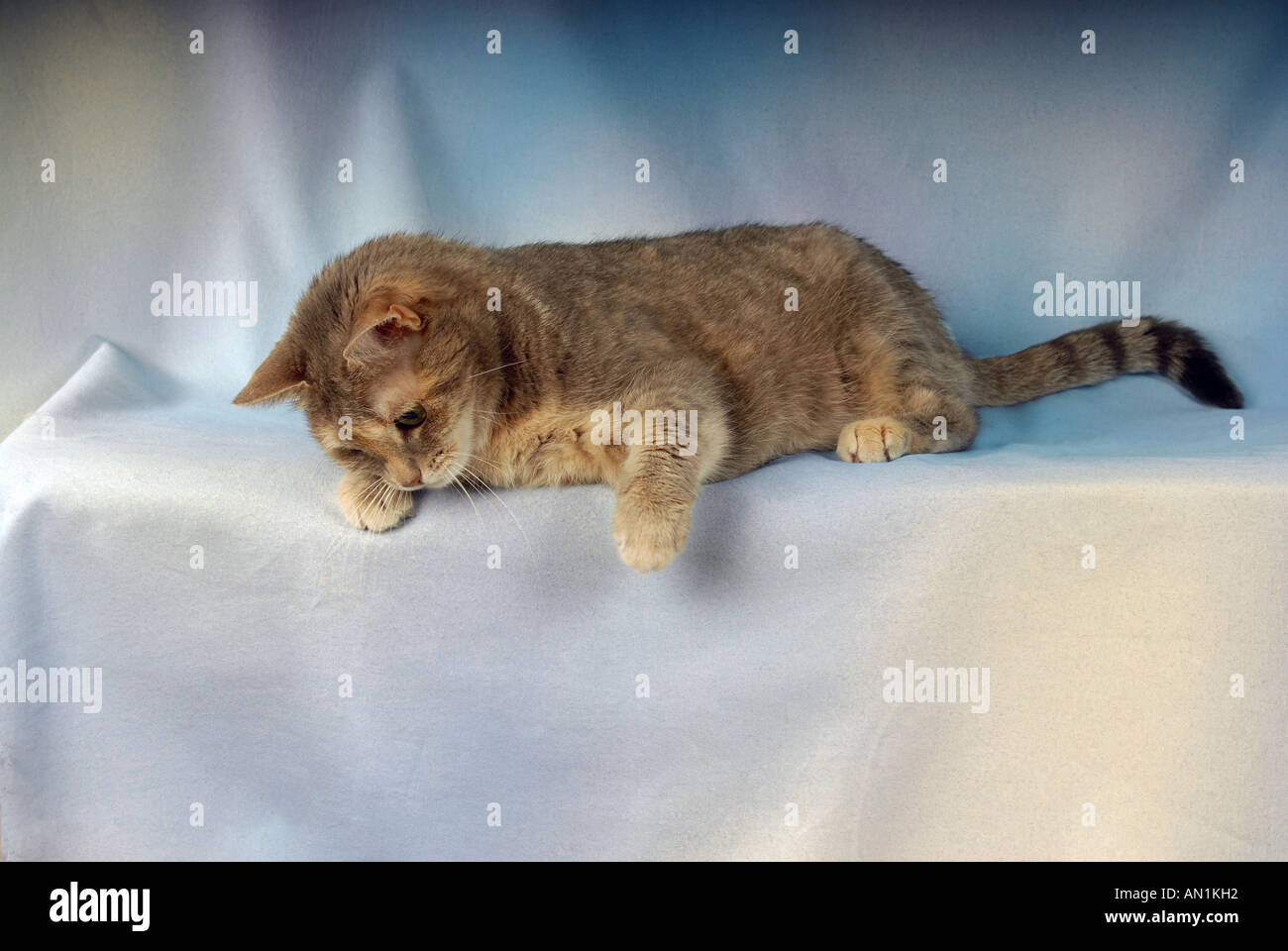 tabby domestic cat - lying - cut out Stock Photo