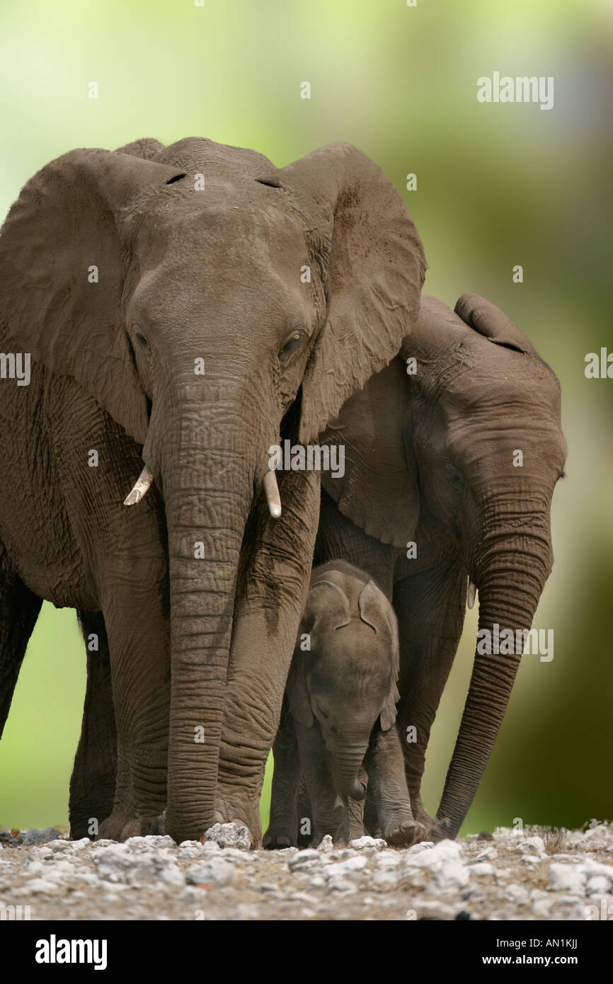 Afrikanische Elefanten african elephants Loxodonta africana Etosha NP Namibia Stock Photo