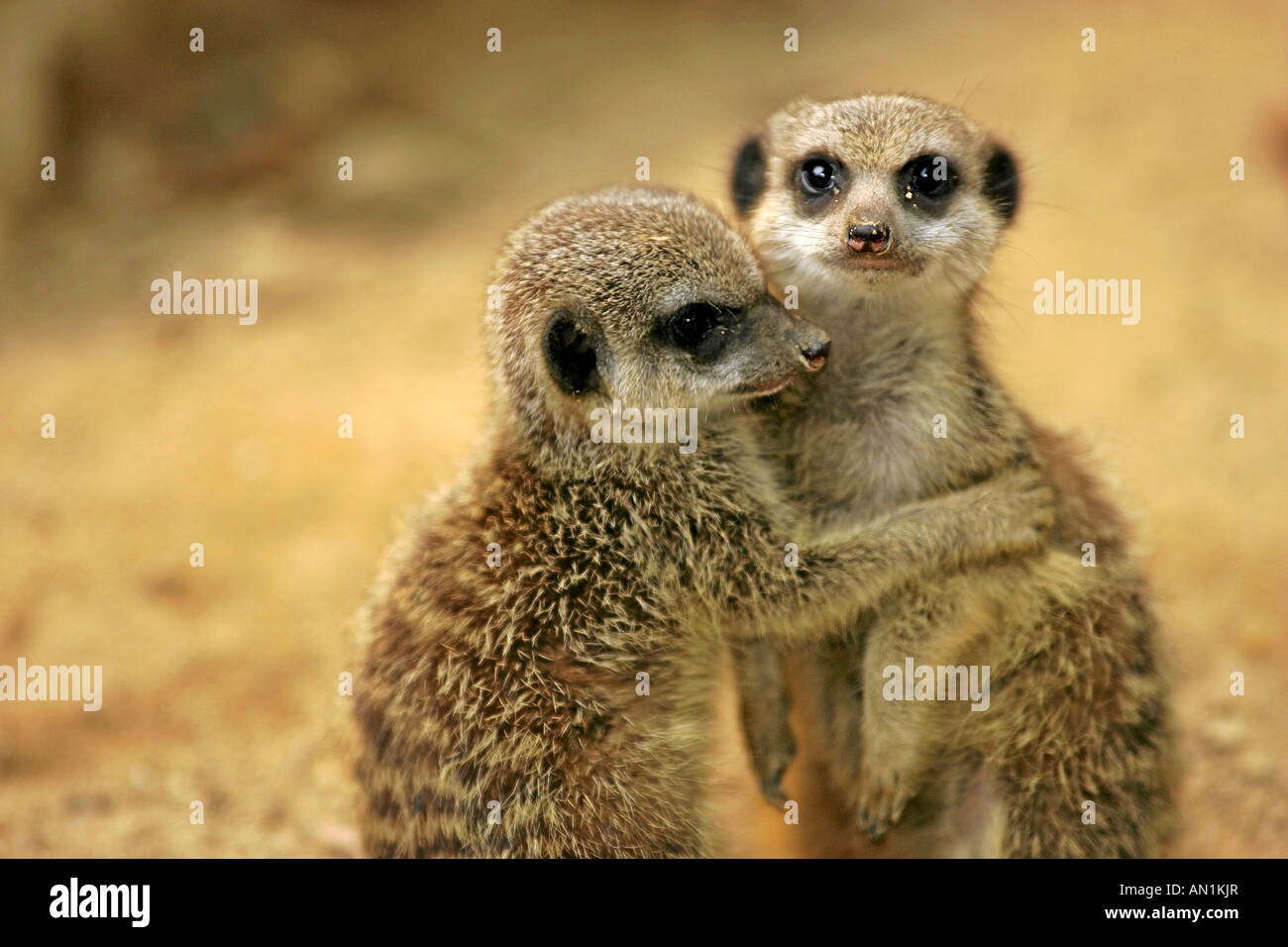 zwei junge Erdmaennchen Suricata suricatta umarmen sich two young suricates Suricata suricatta embracing each other Stock Photo