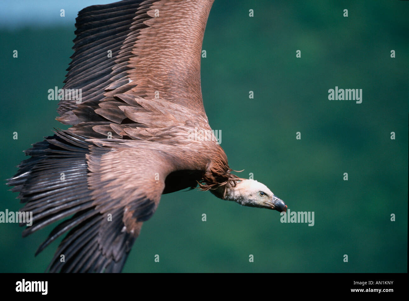 Gaensegeier Gyps fulvus Griffon Vulture Stock Photo