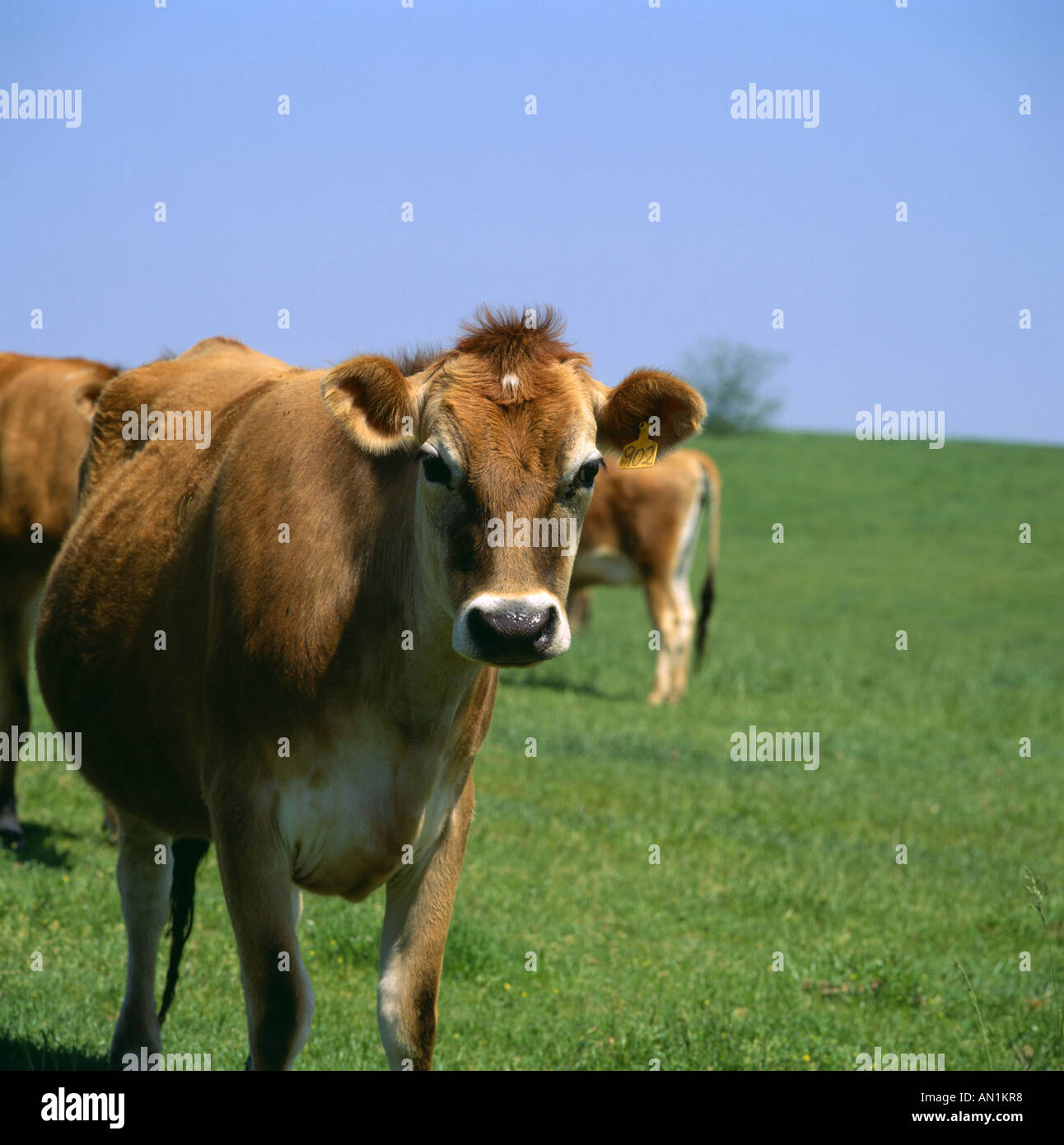 Jersey cow headshot hi-res stock photography and images - Alamy