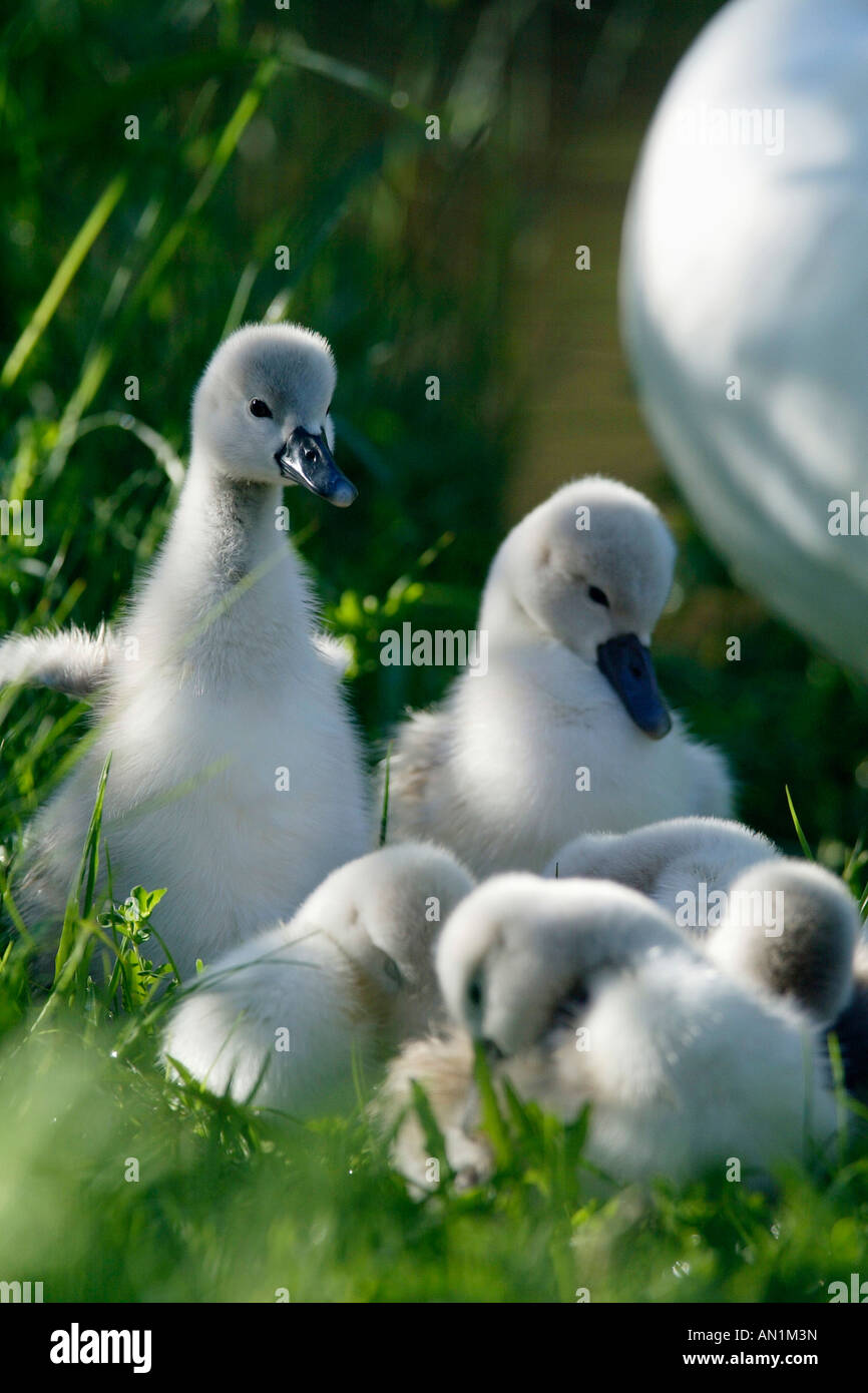 Hoeckerschwan Mute Swan cygnus olor europe europa Stock Photo