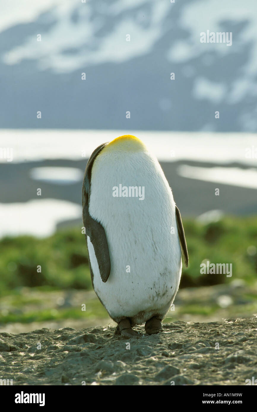 King penguin Koenigspinguin Aptenodytes patagonicus Salisbury plain South Georgia Stock Photo