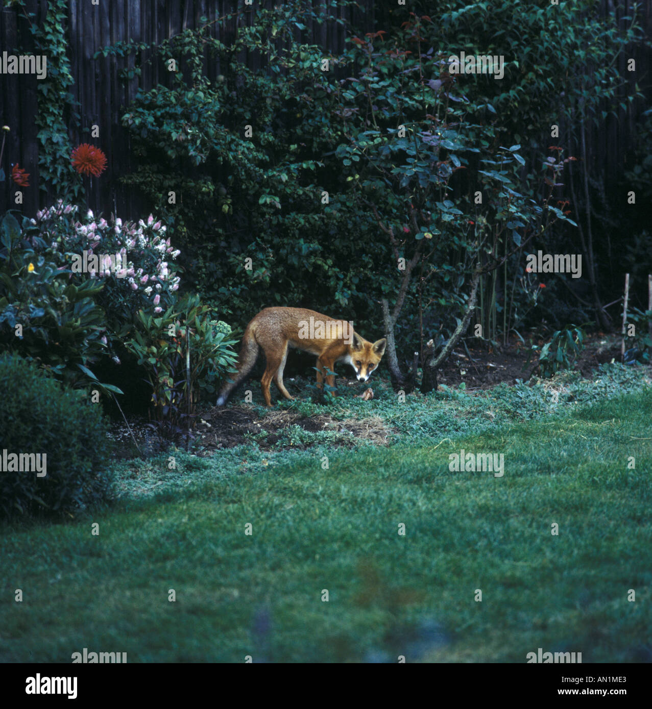 European Red Fox Vulpes vulpes Standing amongst shrubs in south London garden Stock Photo