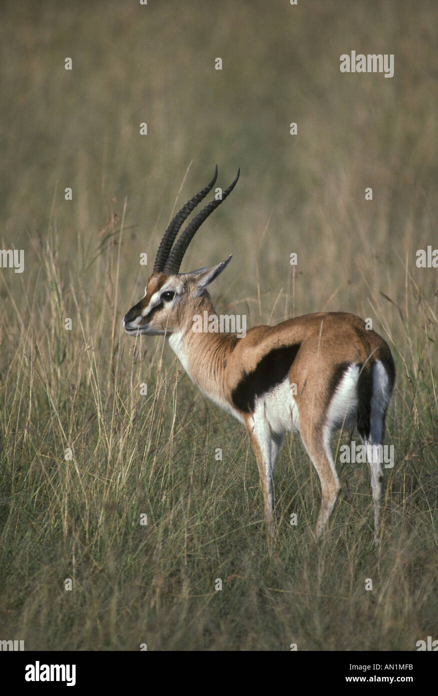 Gazelle Thomson's Gazelle thomsonii Stock Photo - Alamy
