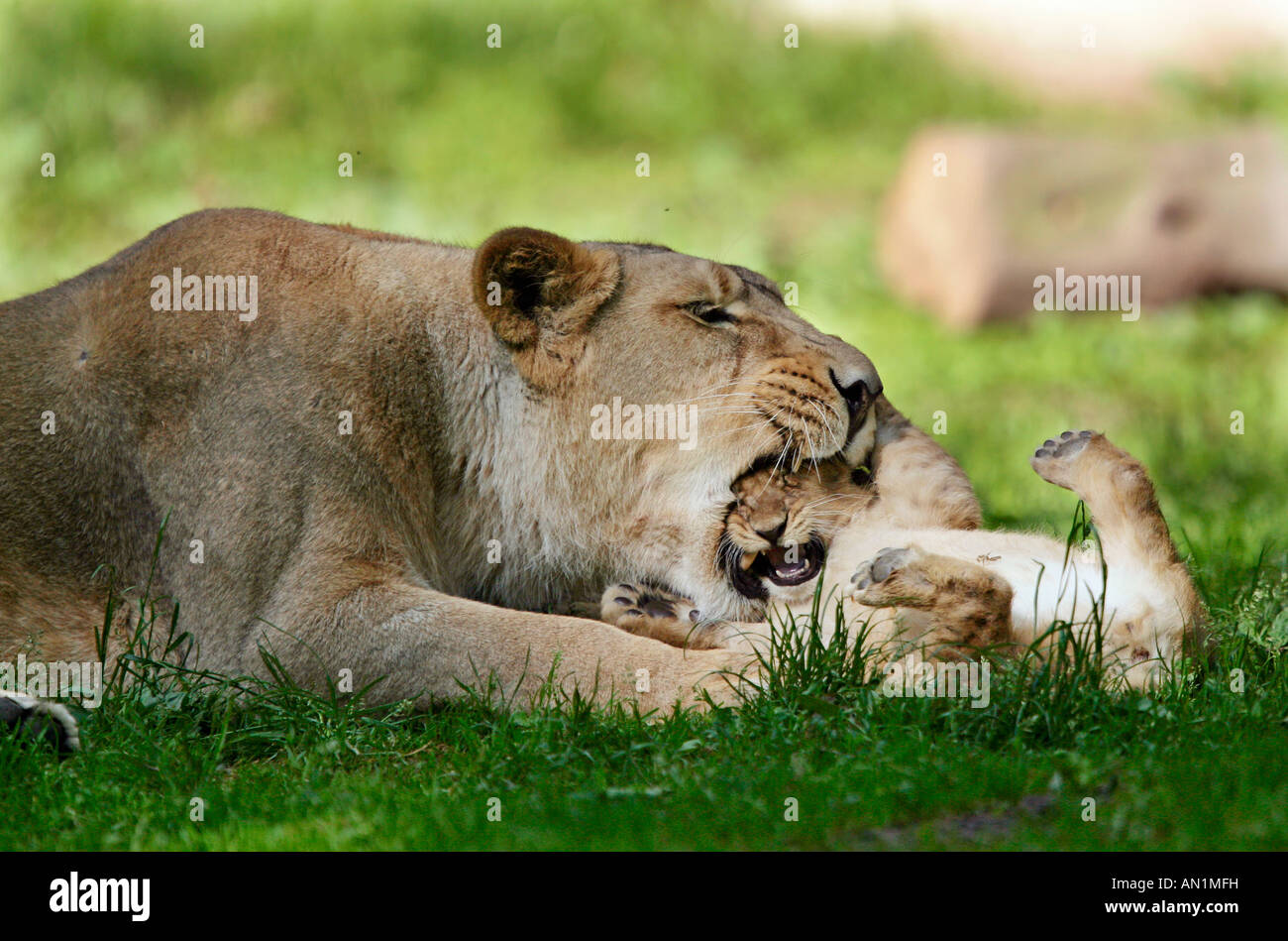 Asiatischer Löwe Panthero leo persica Asiatic Lion Jungtiere Stock Photo