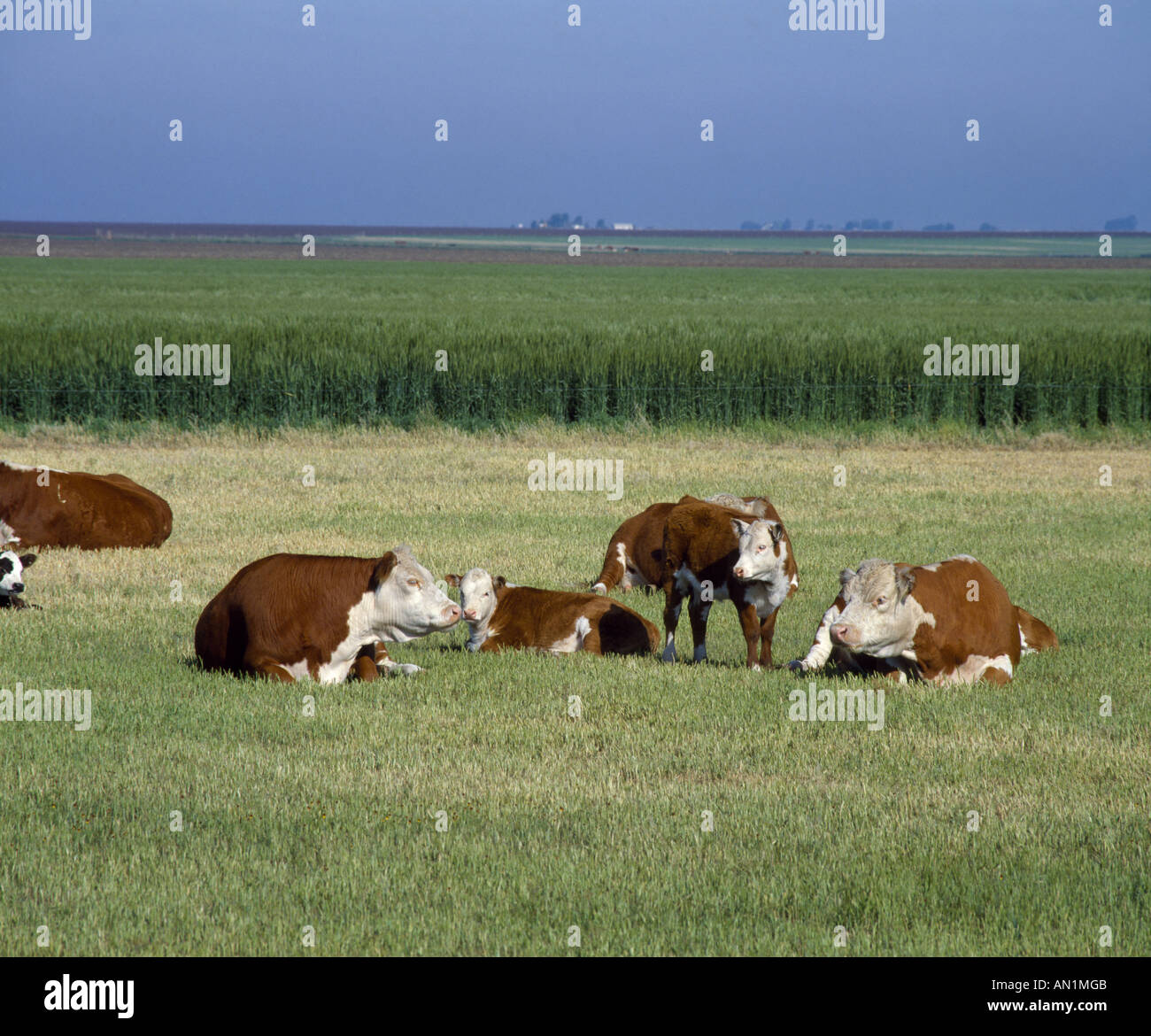 HEREFORD COW CALF HERD TEXAS Stock Photo Alamy