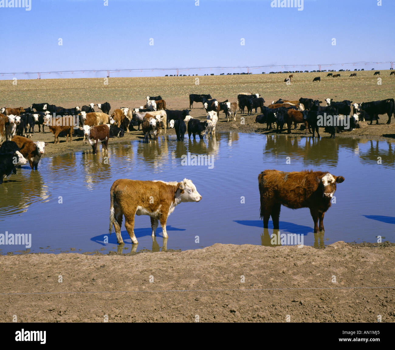 400 LB MIXED BREED CALVES IN FARM POND TEXAS Stock Photo