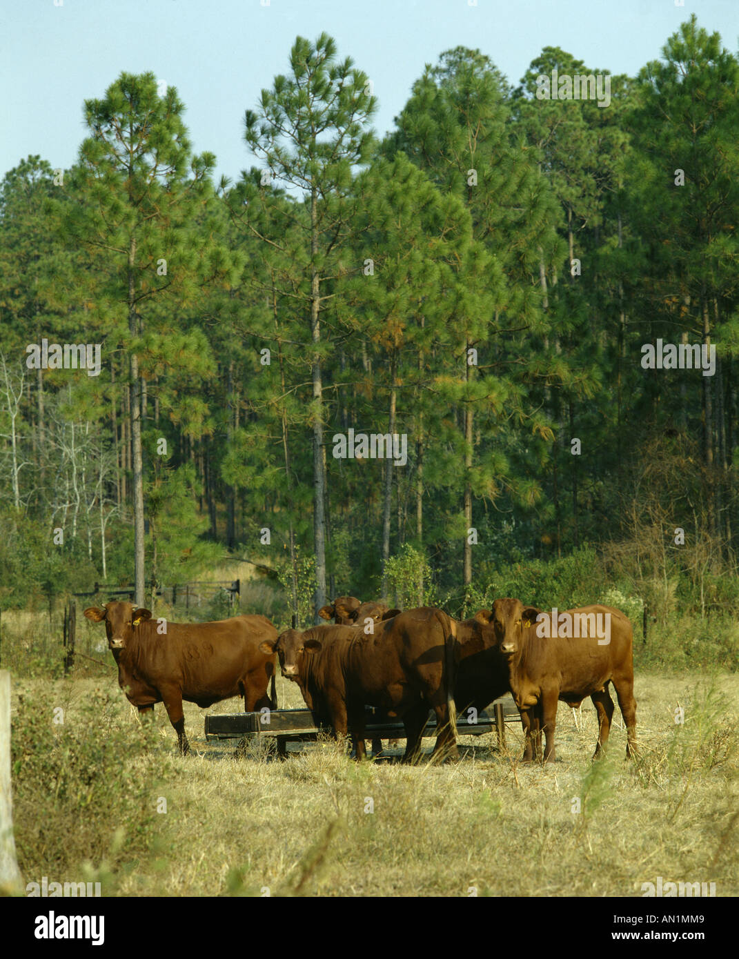 SANTA GERTRUDIS CATTLE Stock Photo Alamy