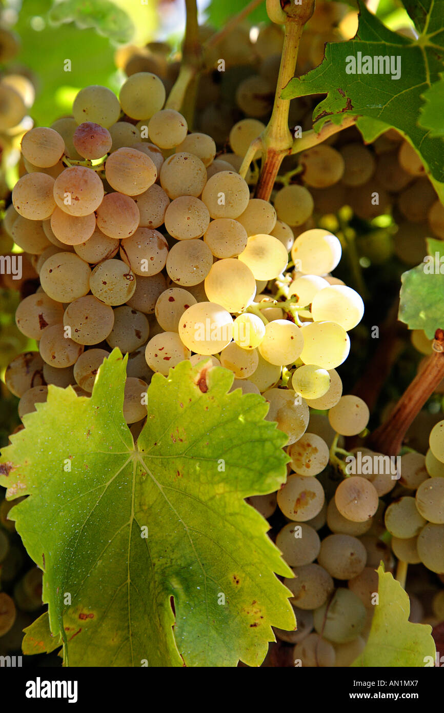 White grape in Herault, Languedoc, France Stock Photo Alamy