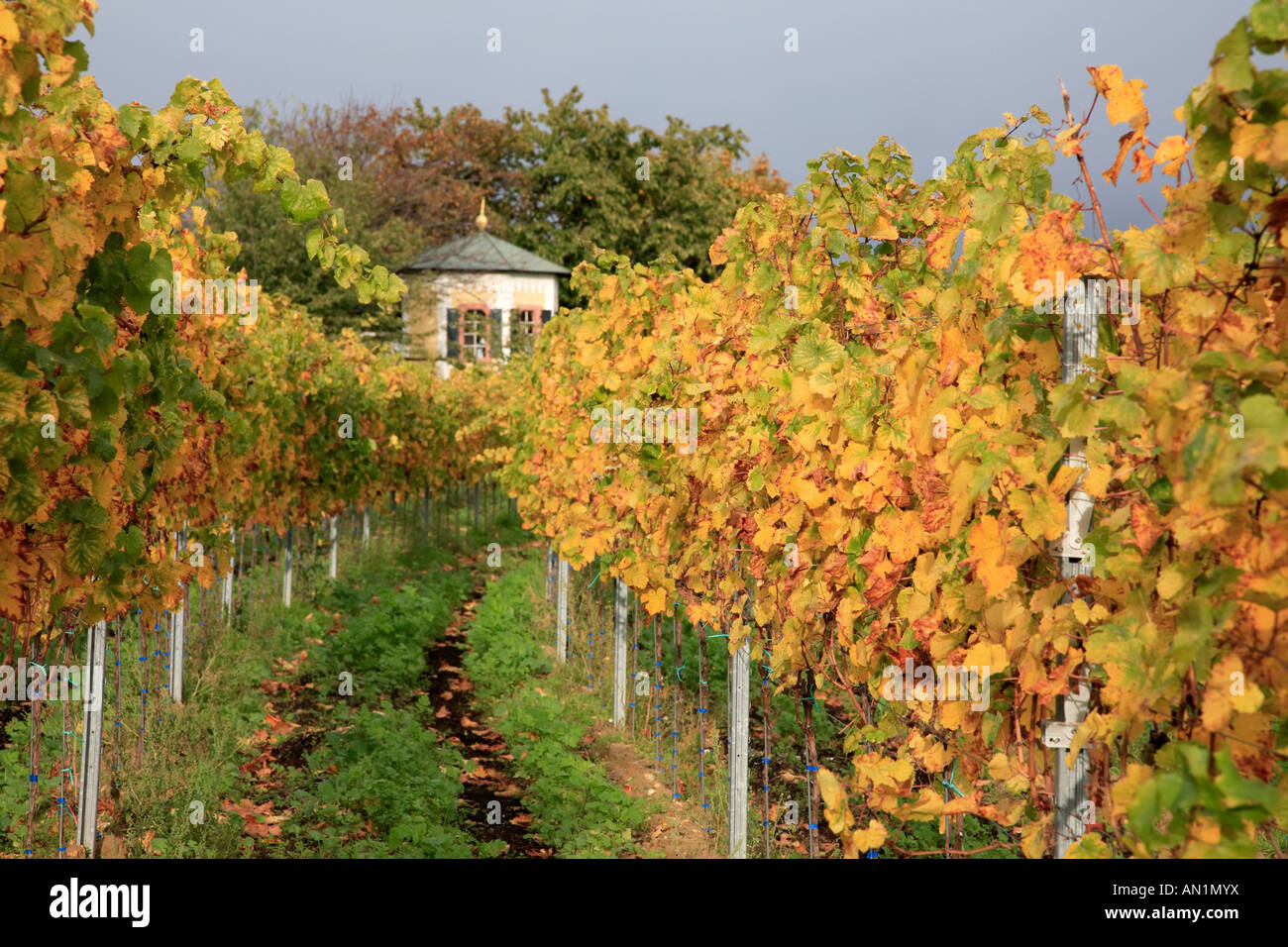 Autumnal Colours in Germany, Suedliche Weinstrasse Rheinland Pfalz Neustadt, Southern wine route Stock Photo