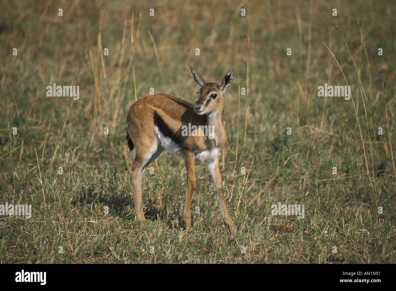 Thomson s Gazelle Gazella thomsoni Young Stock Photo - Alamy