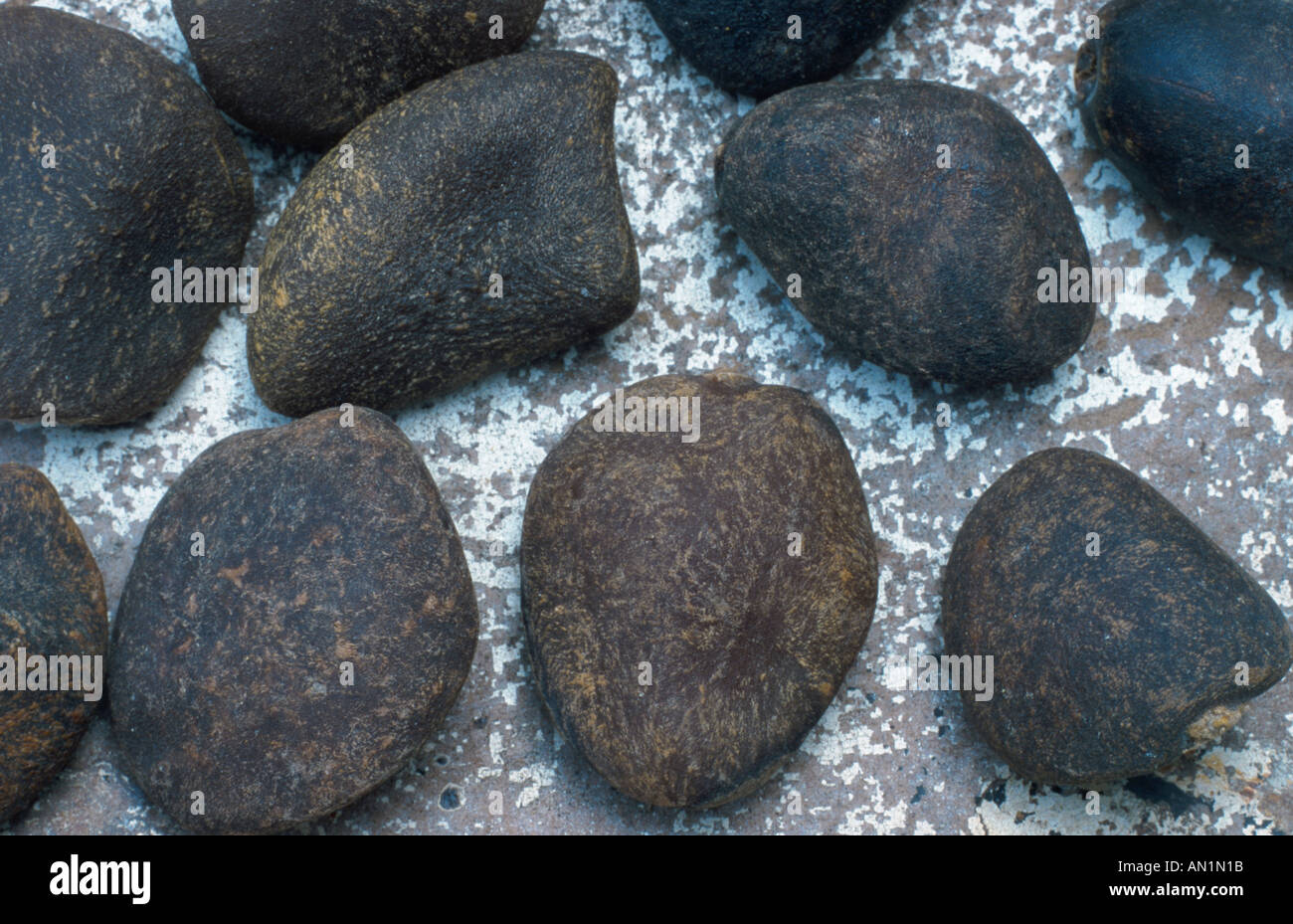 ignatius bean, curare (Strychnos amara, Strychnos ignatii, Strychnos toxifera), seeds Stock Photo